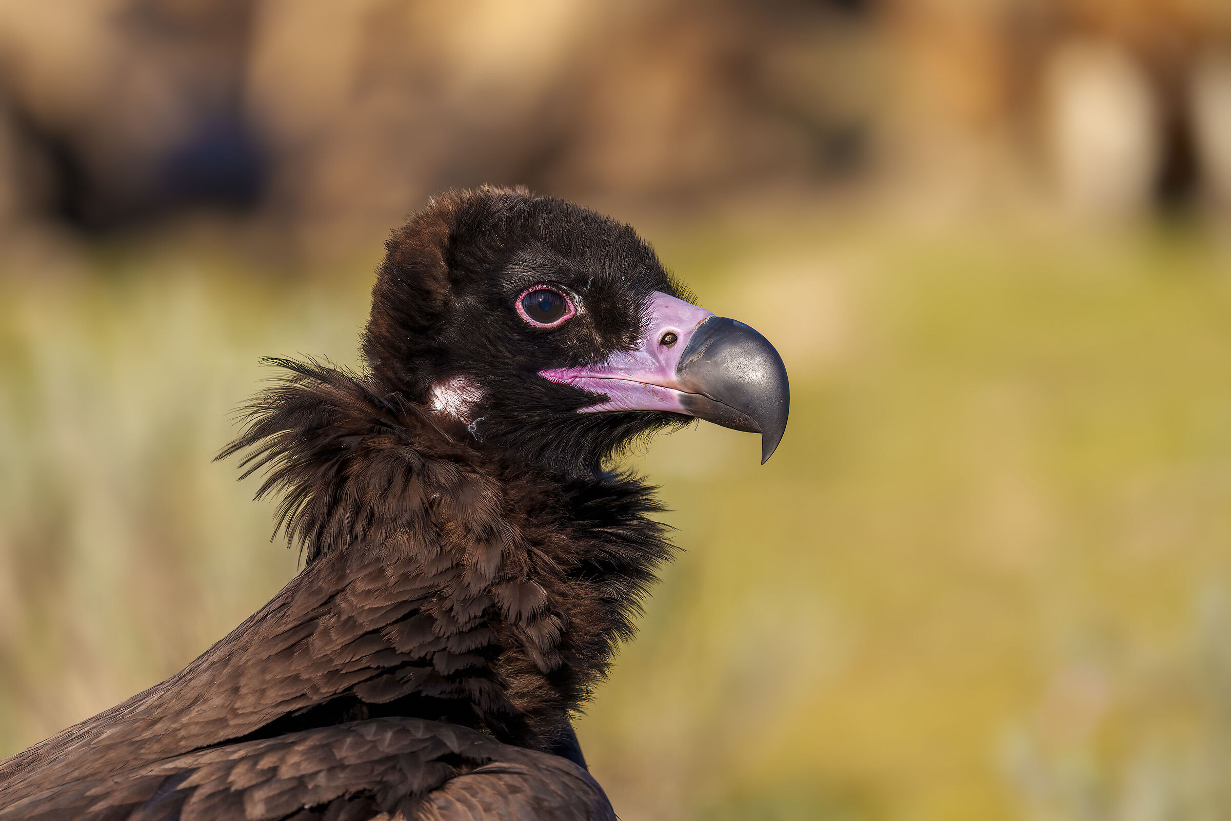 Monk vulture...