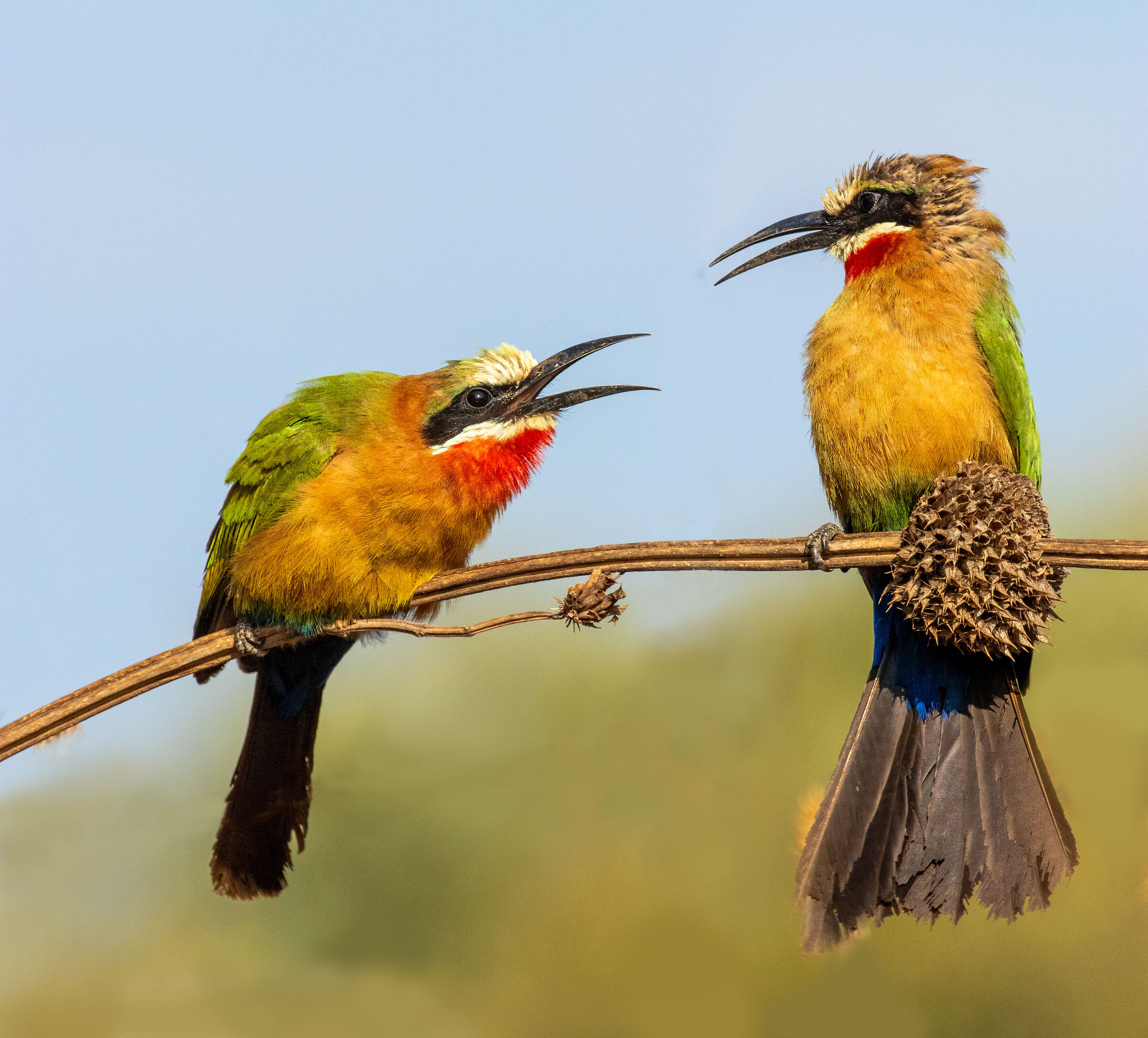 White Fronted Bee eater family argument (2022)...