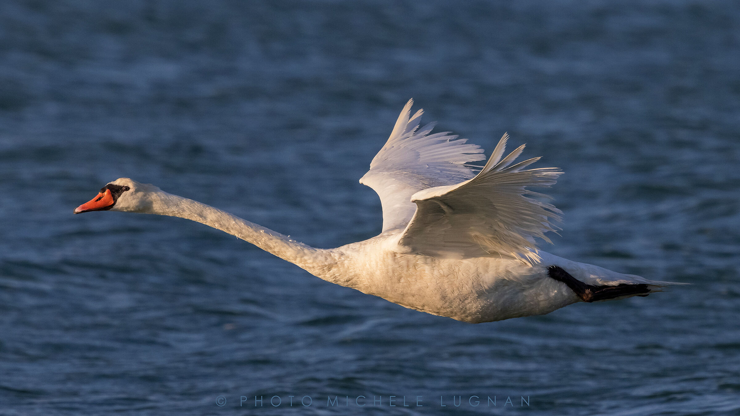 Cygnus olor (volg.it. Royal Swan)...