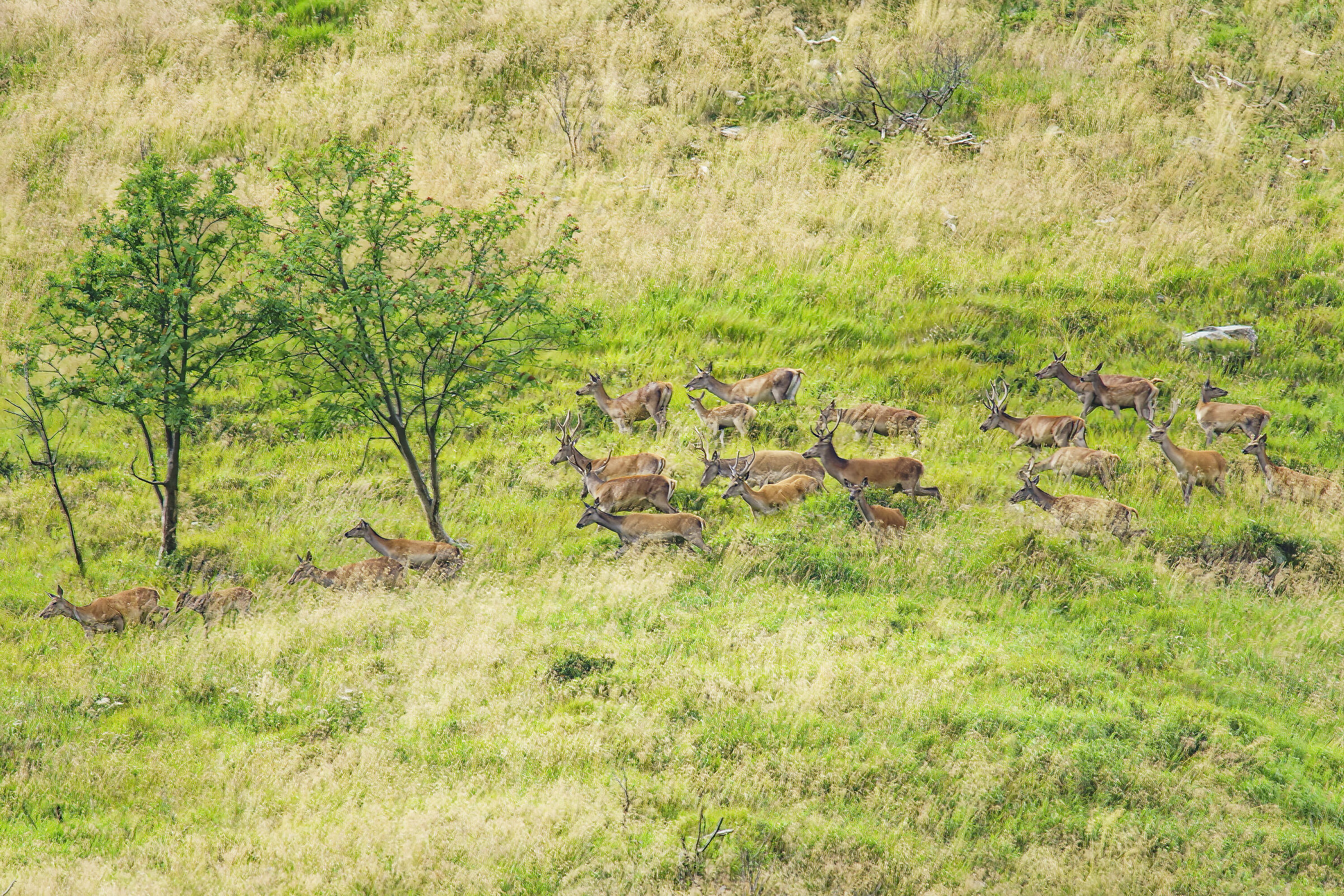 Group of deer on the run ( from me )...