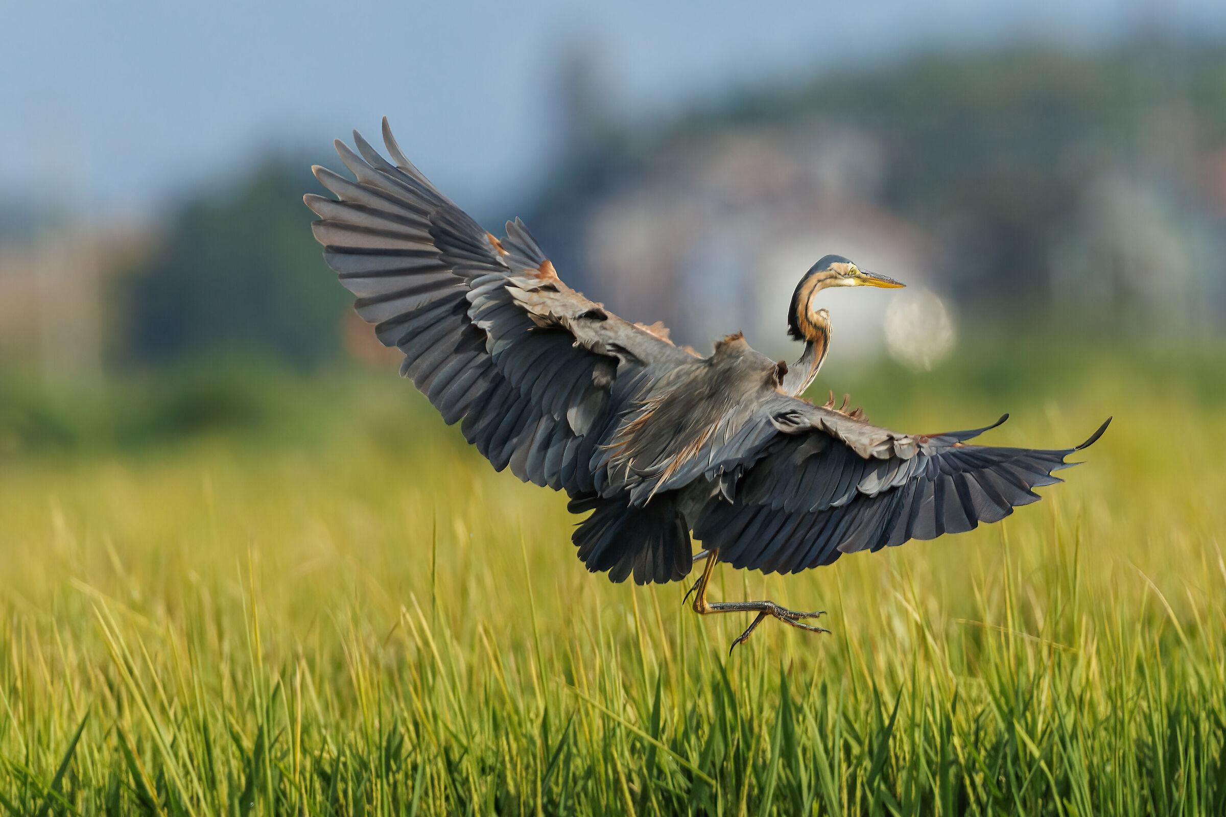 Red heron in paddy field...