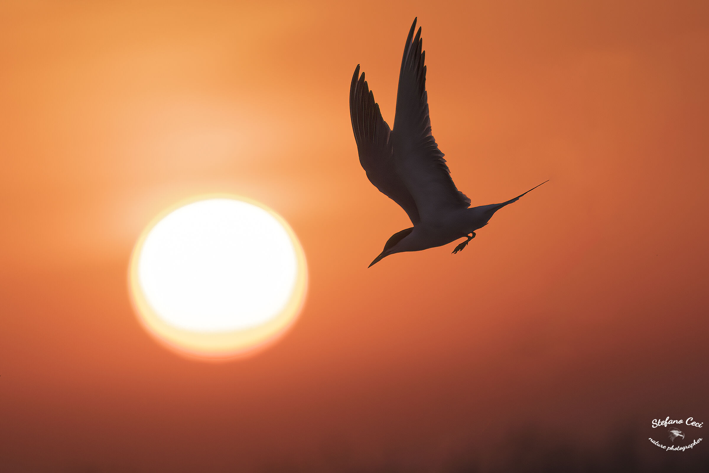 A Tern in the evening.......