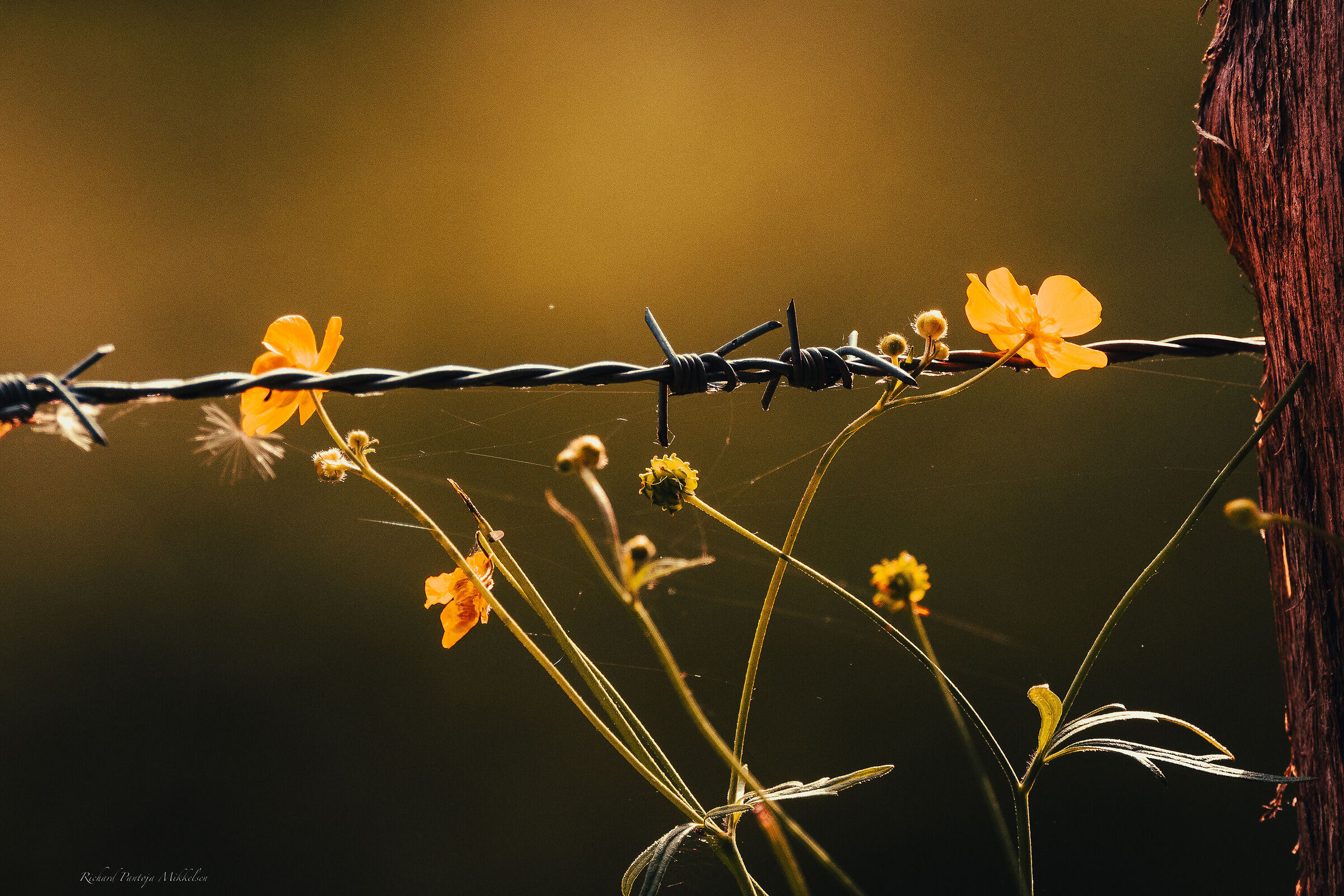 Barbed wire and flowers...