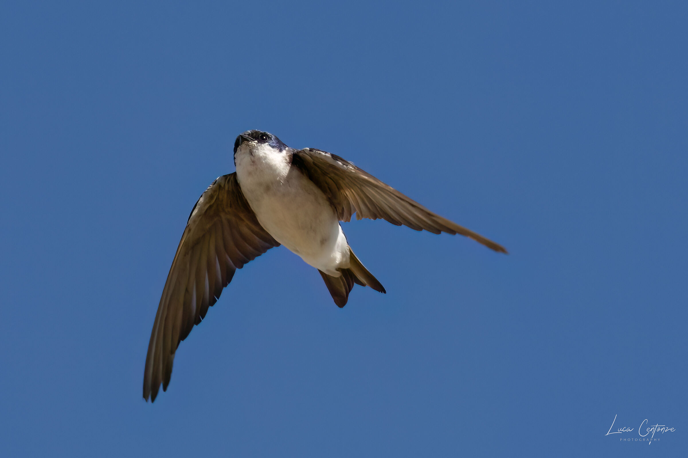 Tree Swallow (Tachycineta bicolor)...