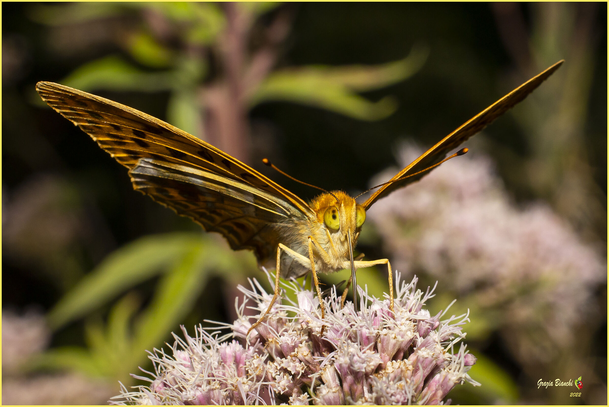 Butterfly Argynnis paphia (Sambuca Mugello 13.8.2022...