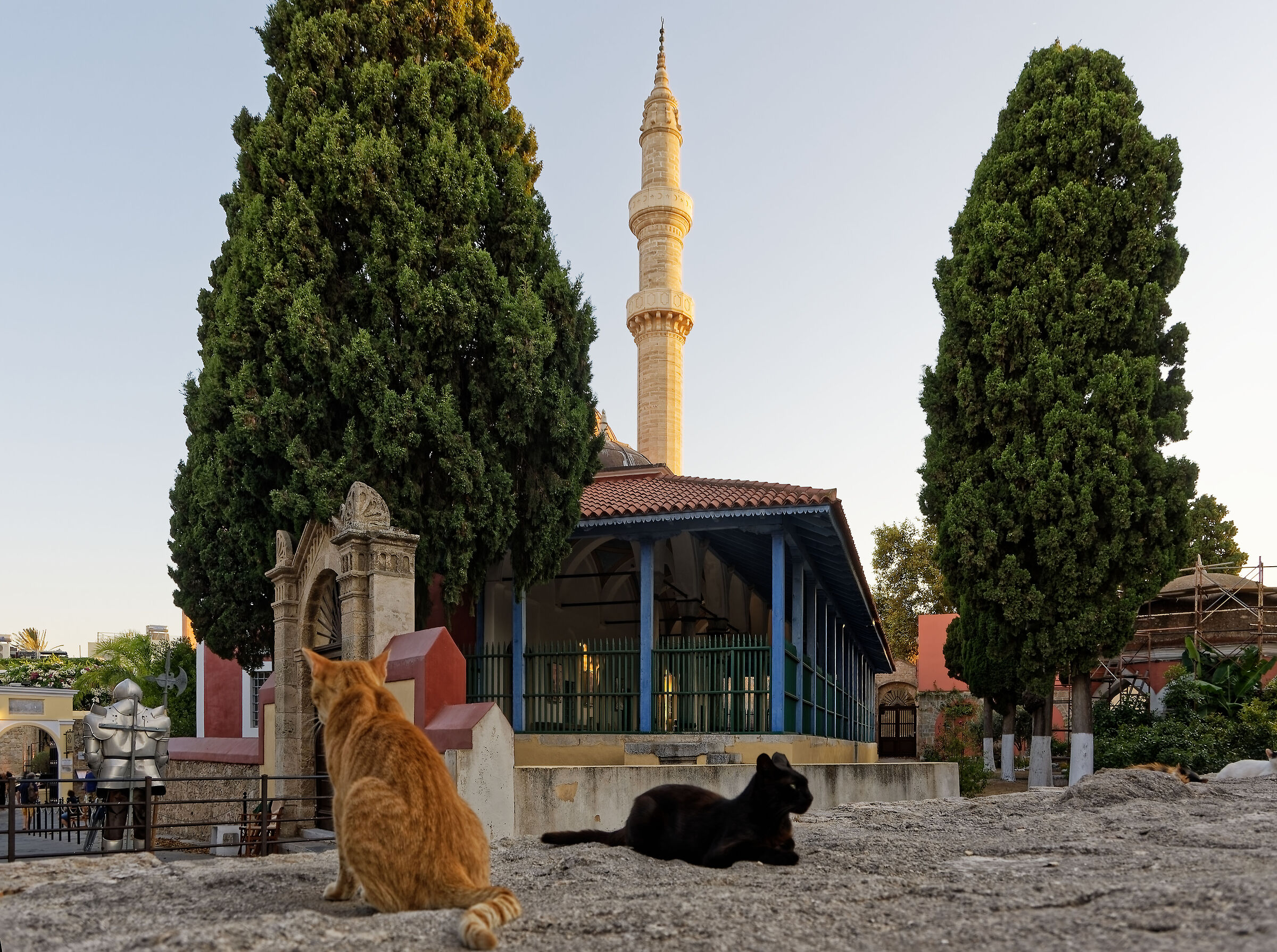 The cats of Rhodes...