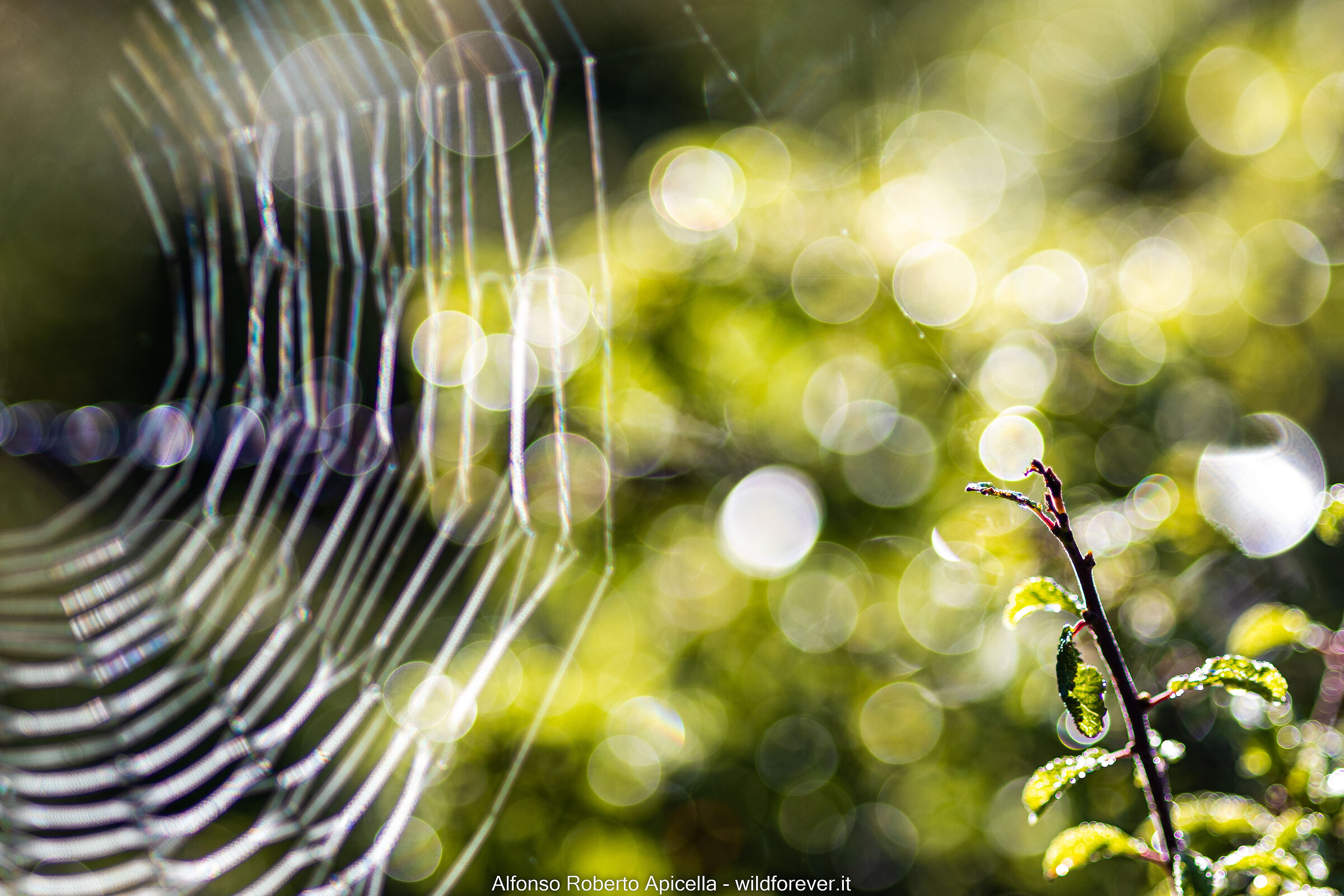 Spider web (Test R10)...