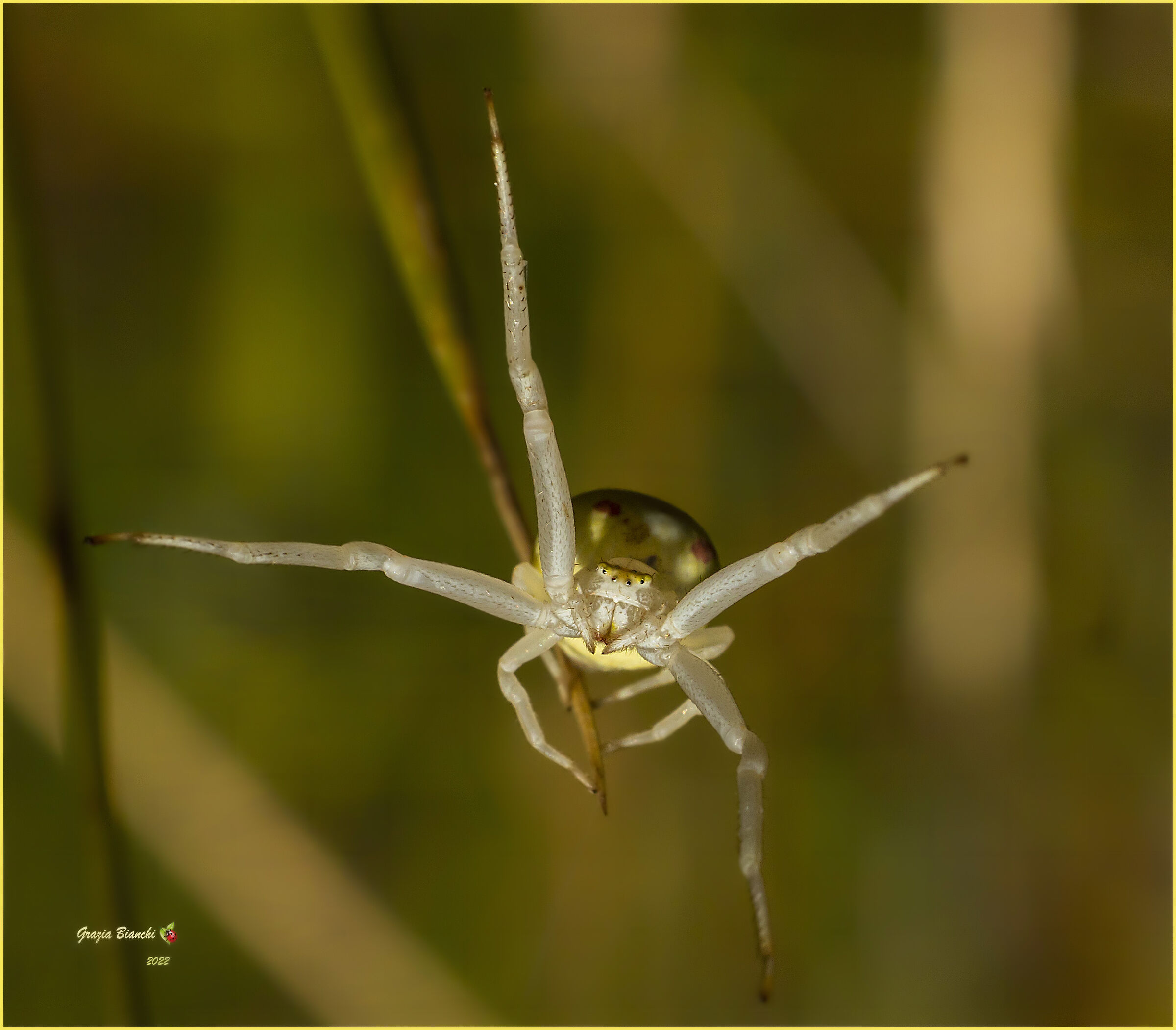 Spider - Thomisidae...