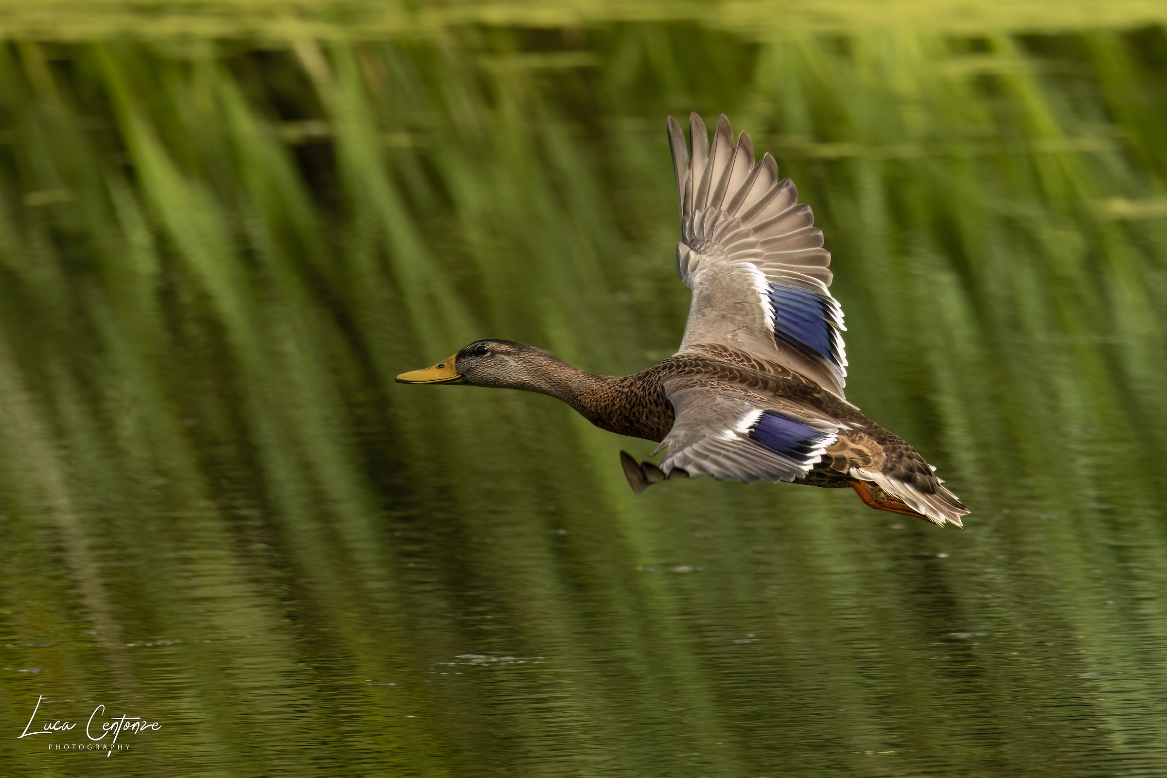 Mallard Duck (Anas platyrhyncos)...