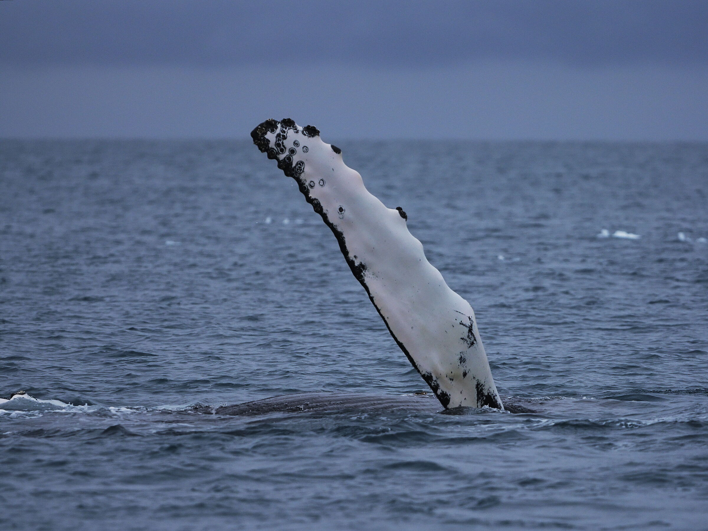 Humpback whale: detail of the pectoral fin...