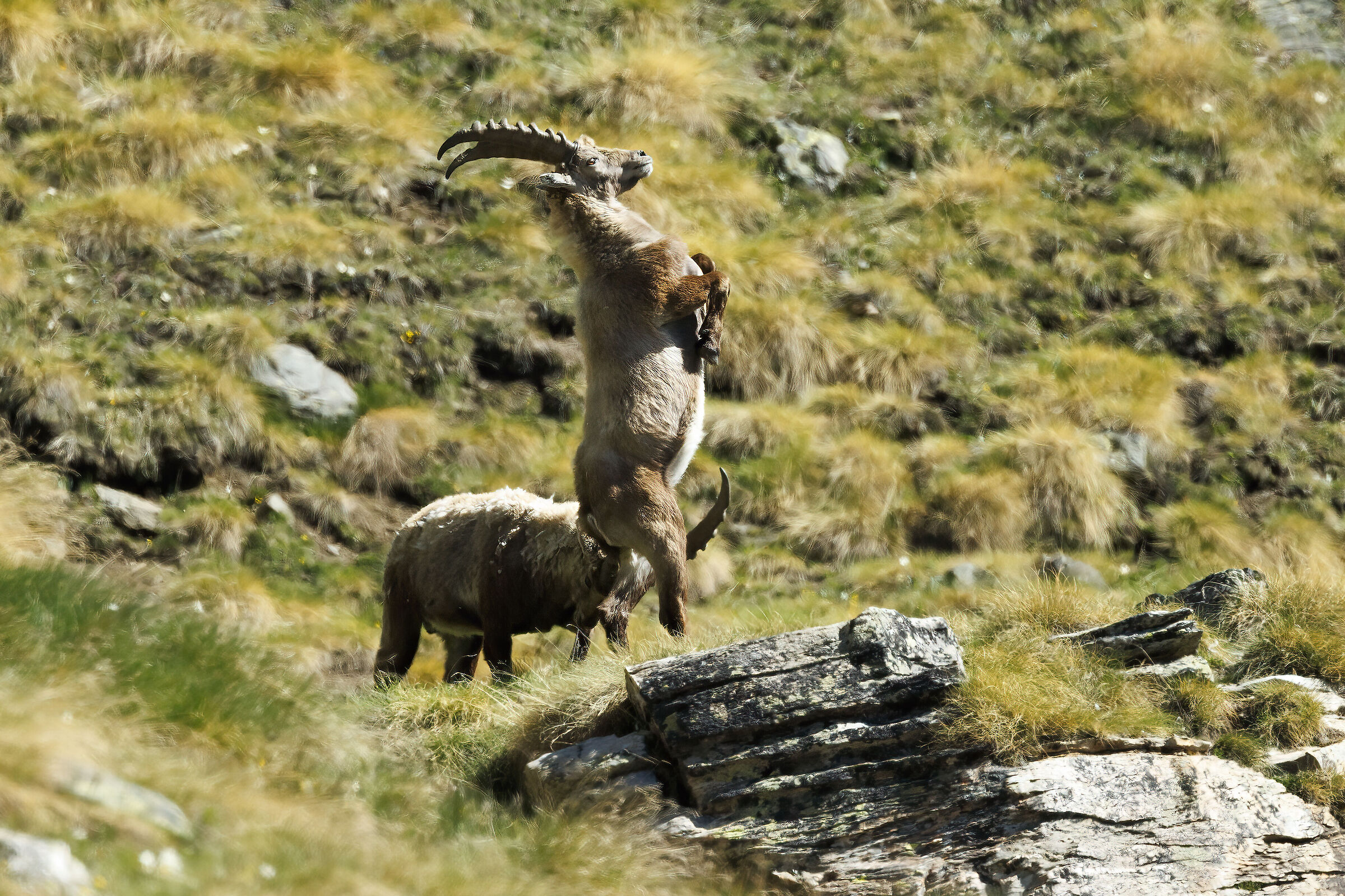 Fights between ibex...
