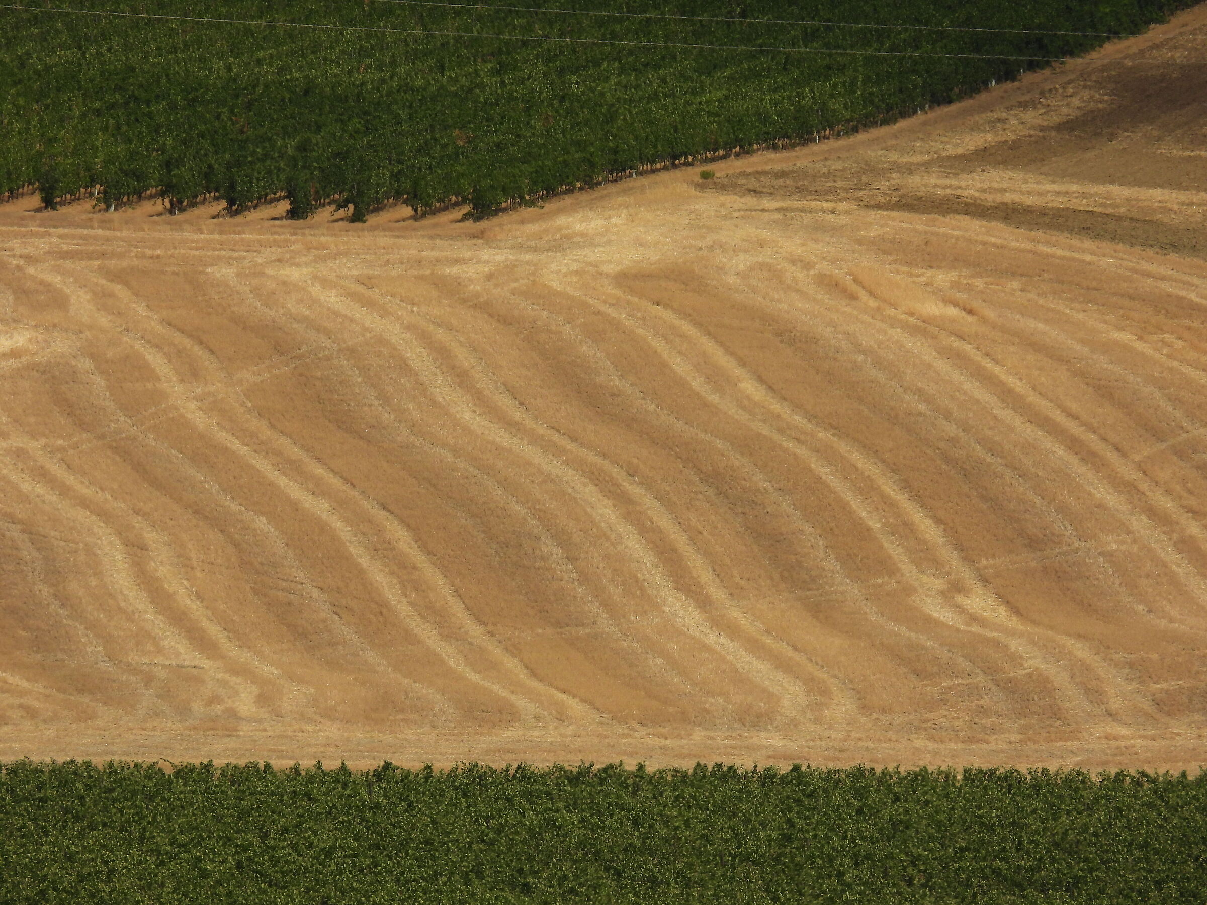Fields in Montalcino...