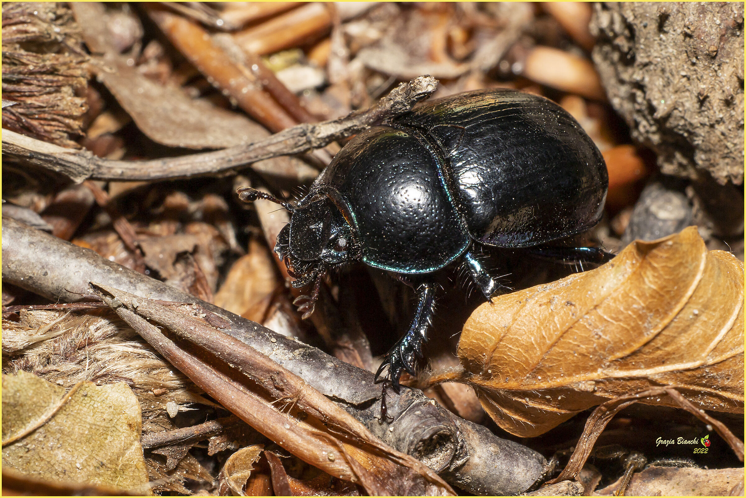 Dung beetle - Coleoptera Scarabeidae...