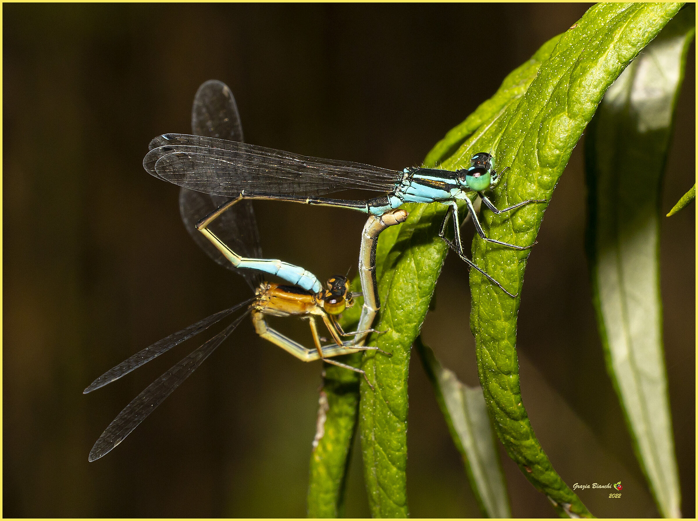 Dragonflies in mating...