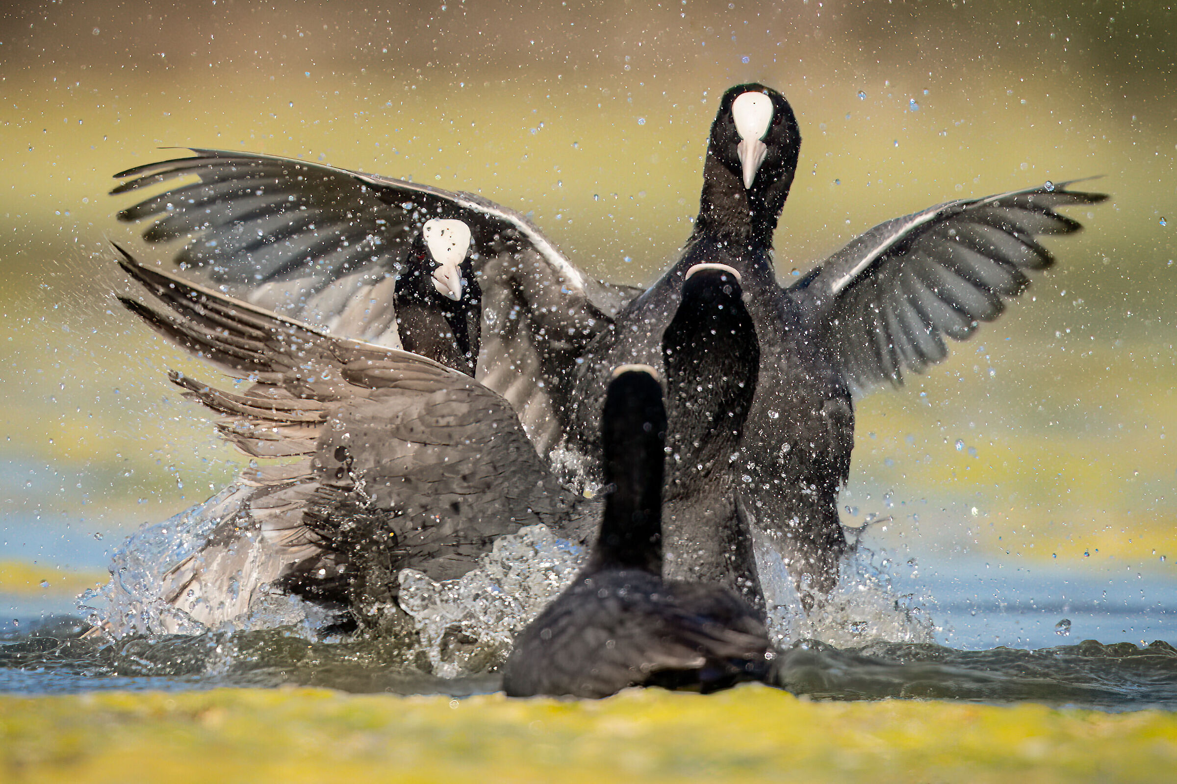 Skirmishes between coots...