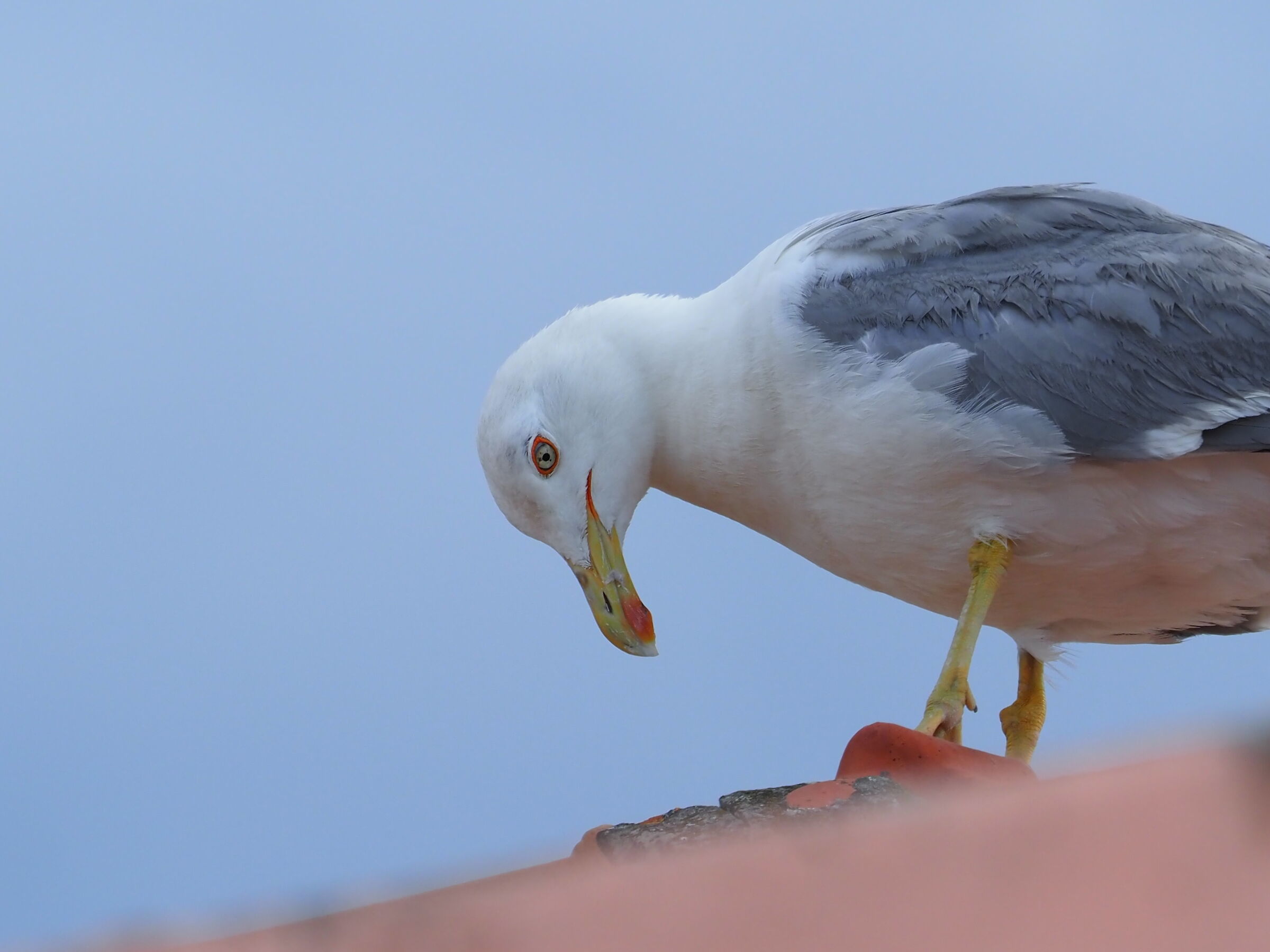 Yellow-legged gull...