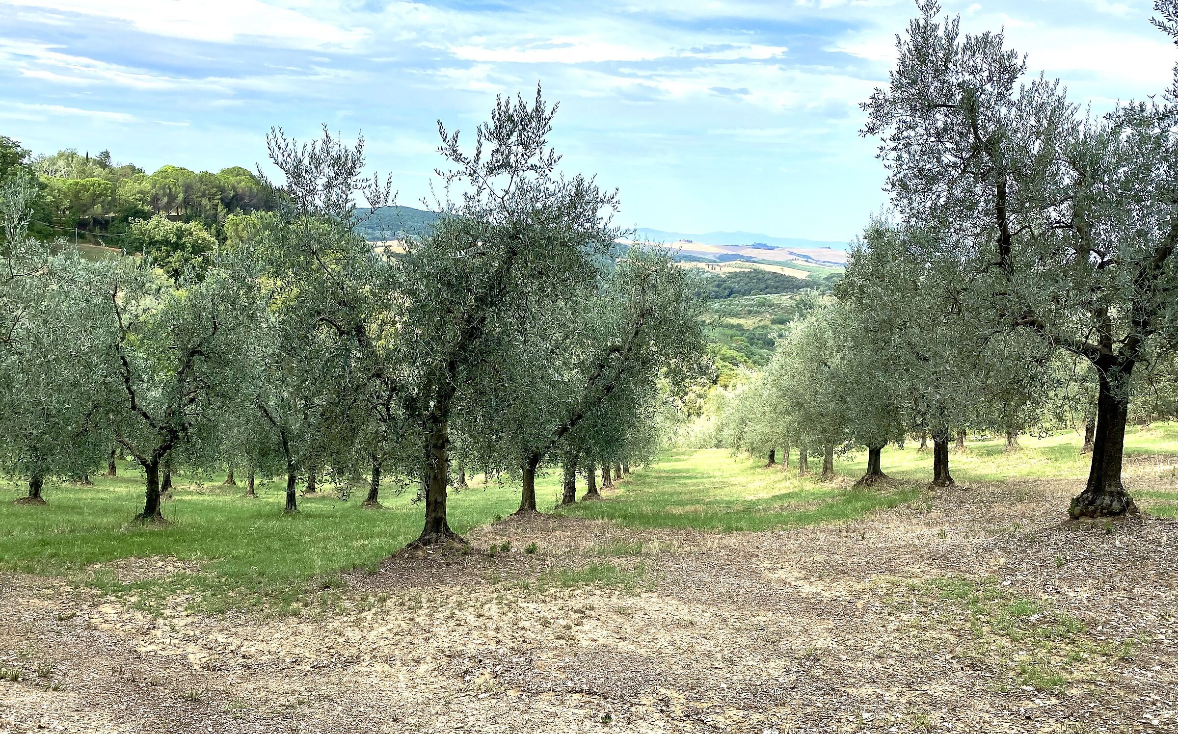 Among the olive trees...