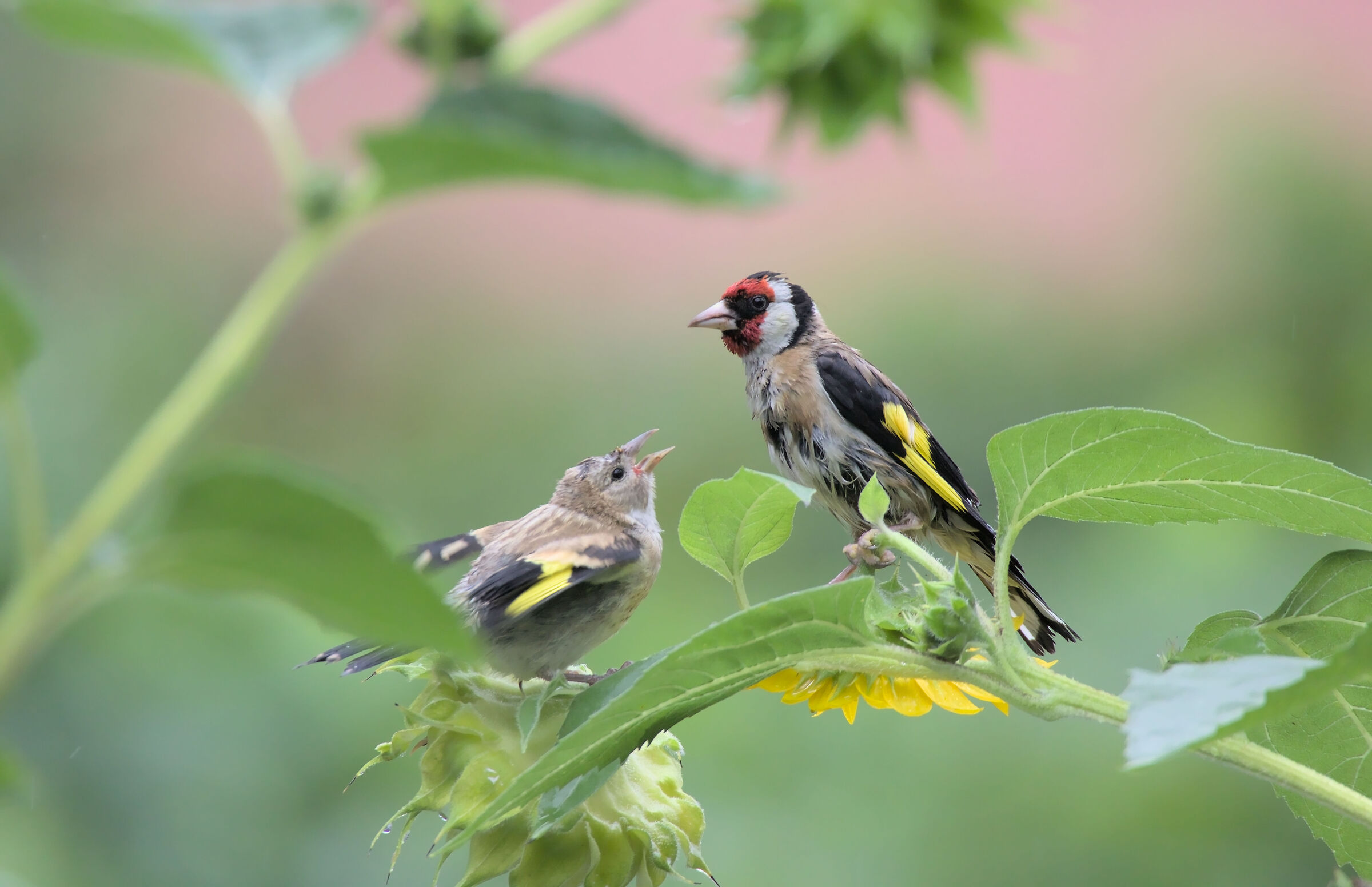 Adult and young goldfinch in the rain...