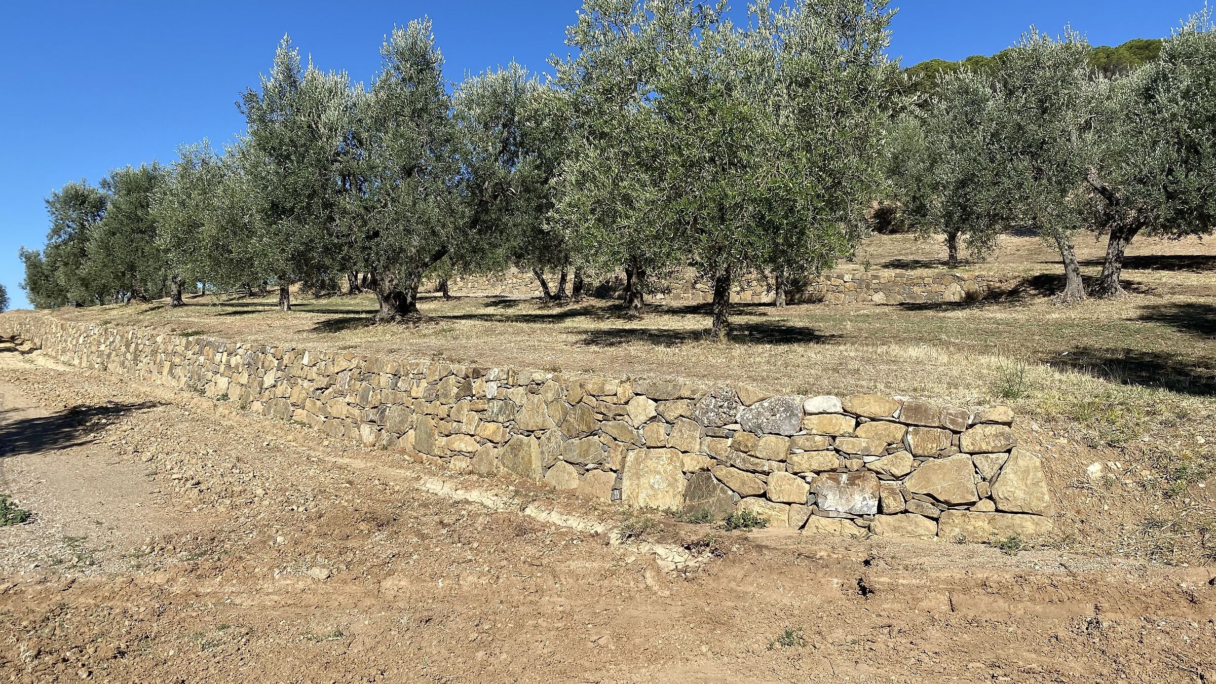 Olive trees and walls...