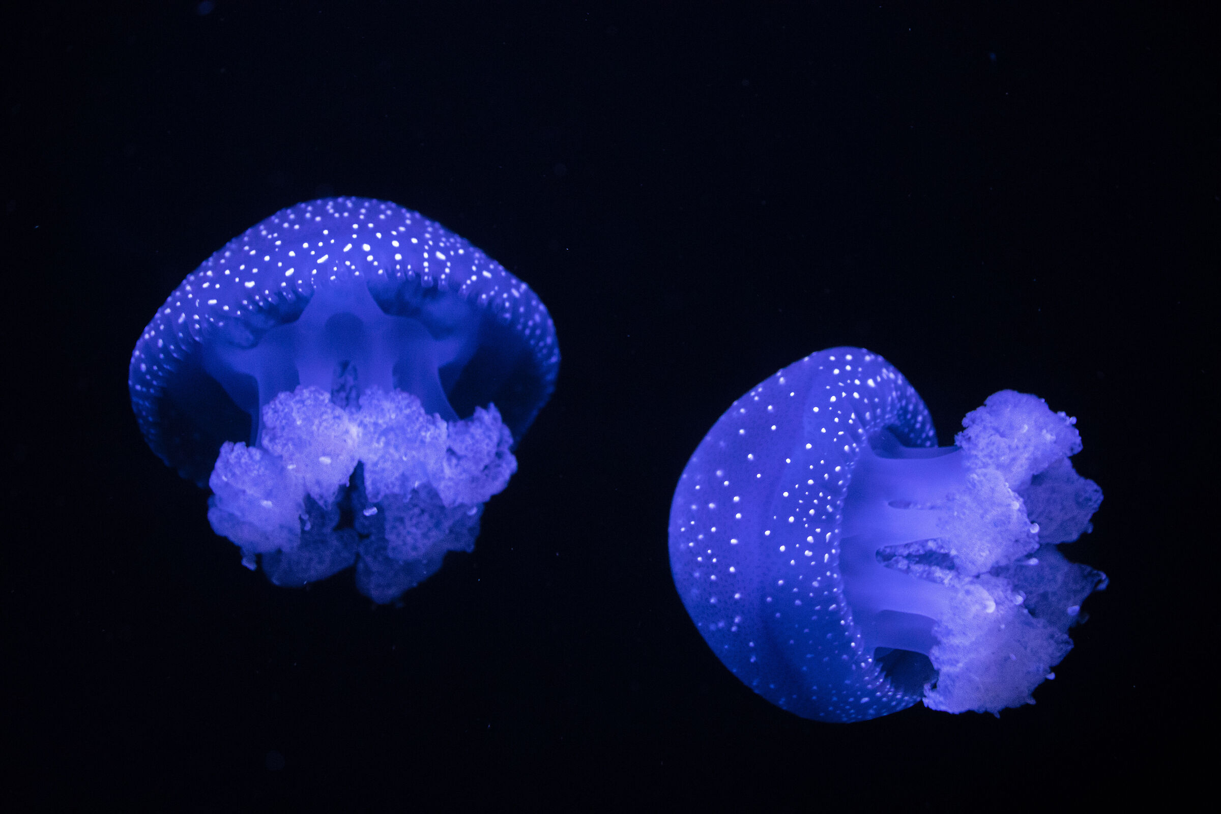 blue jellyfish...