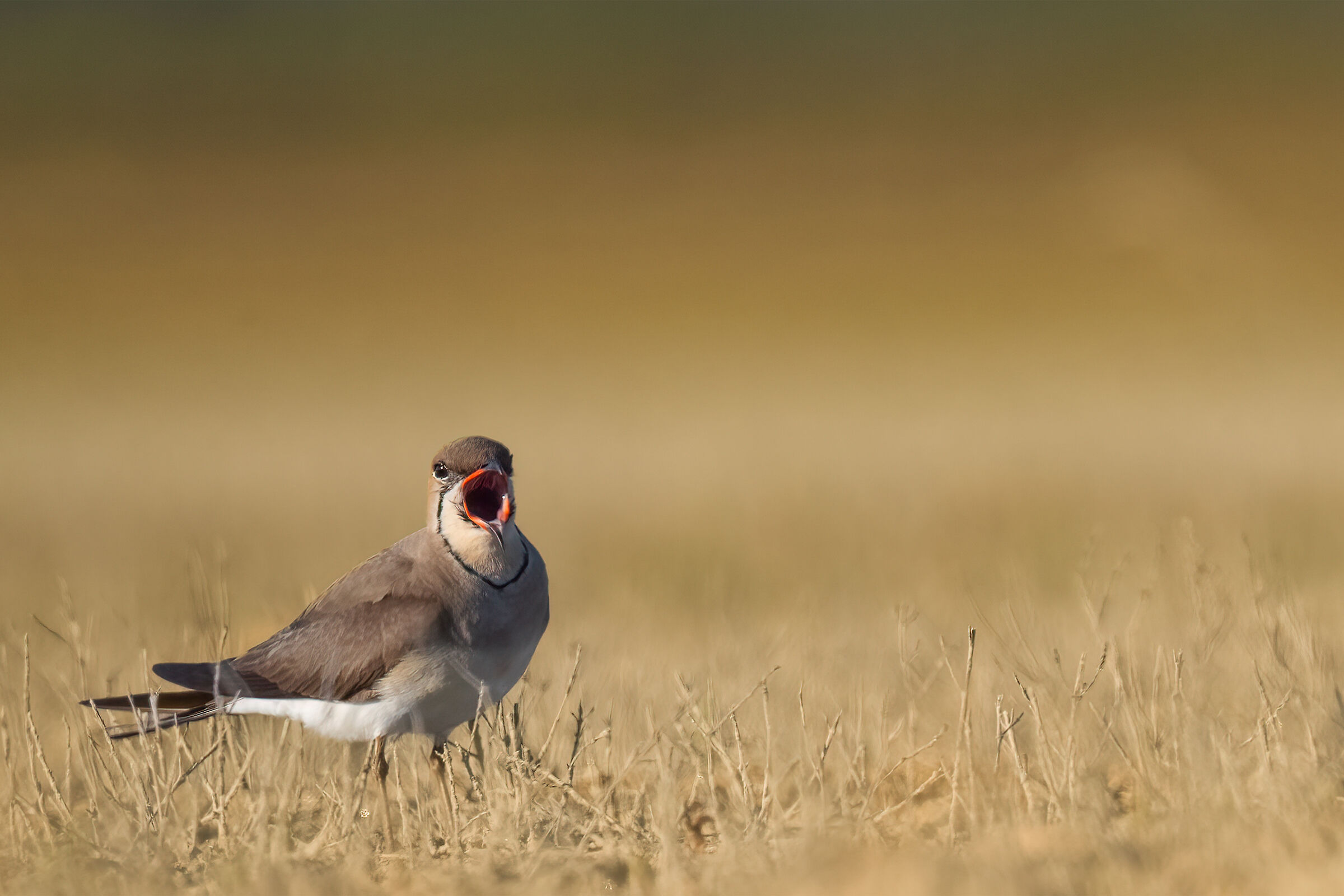 The partridge in the steppe...