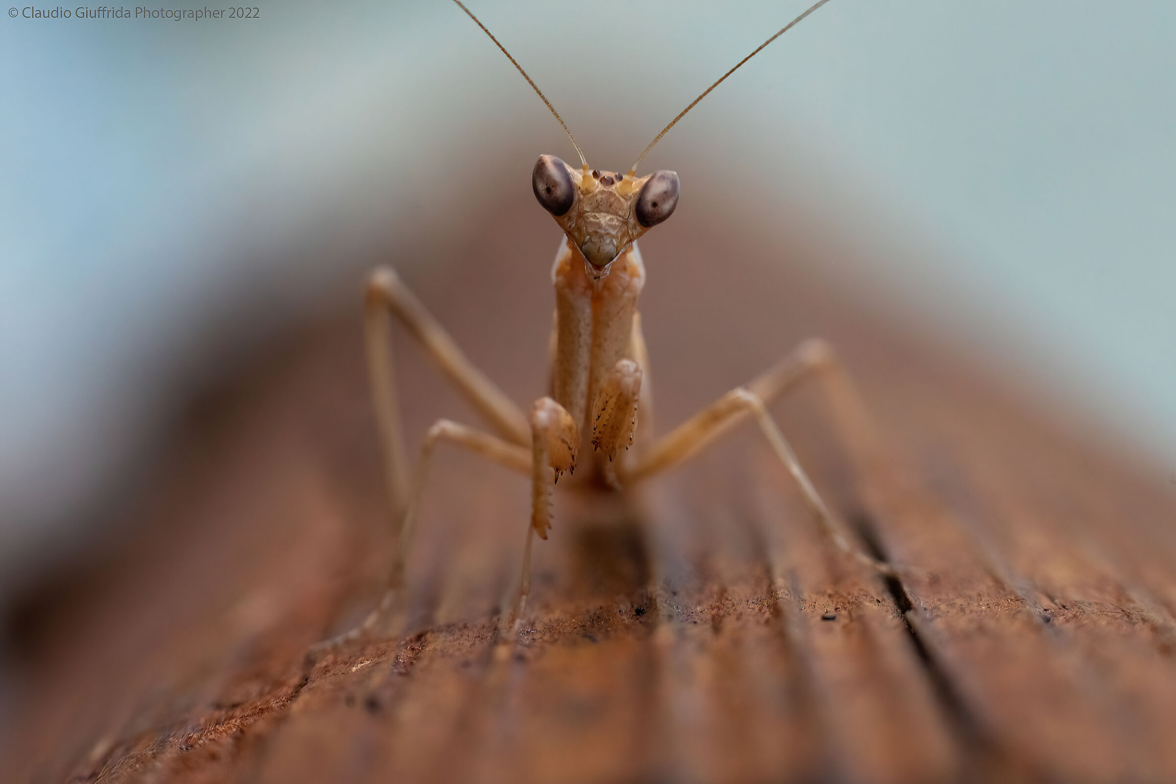Small mantis...