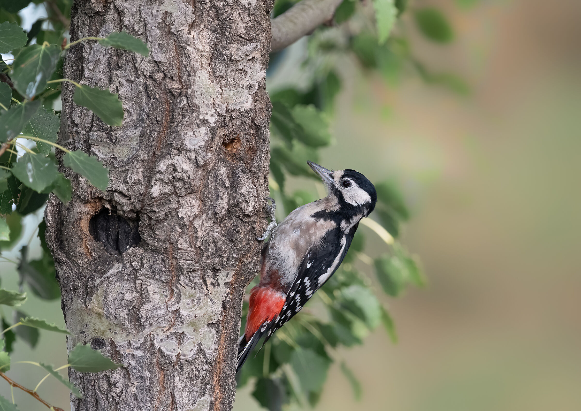 greater red woodpecker (f)...