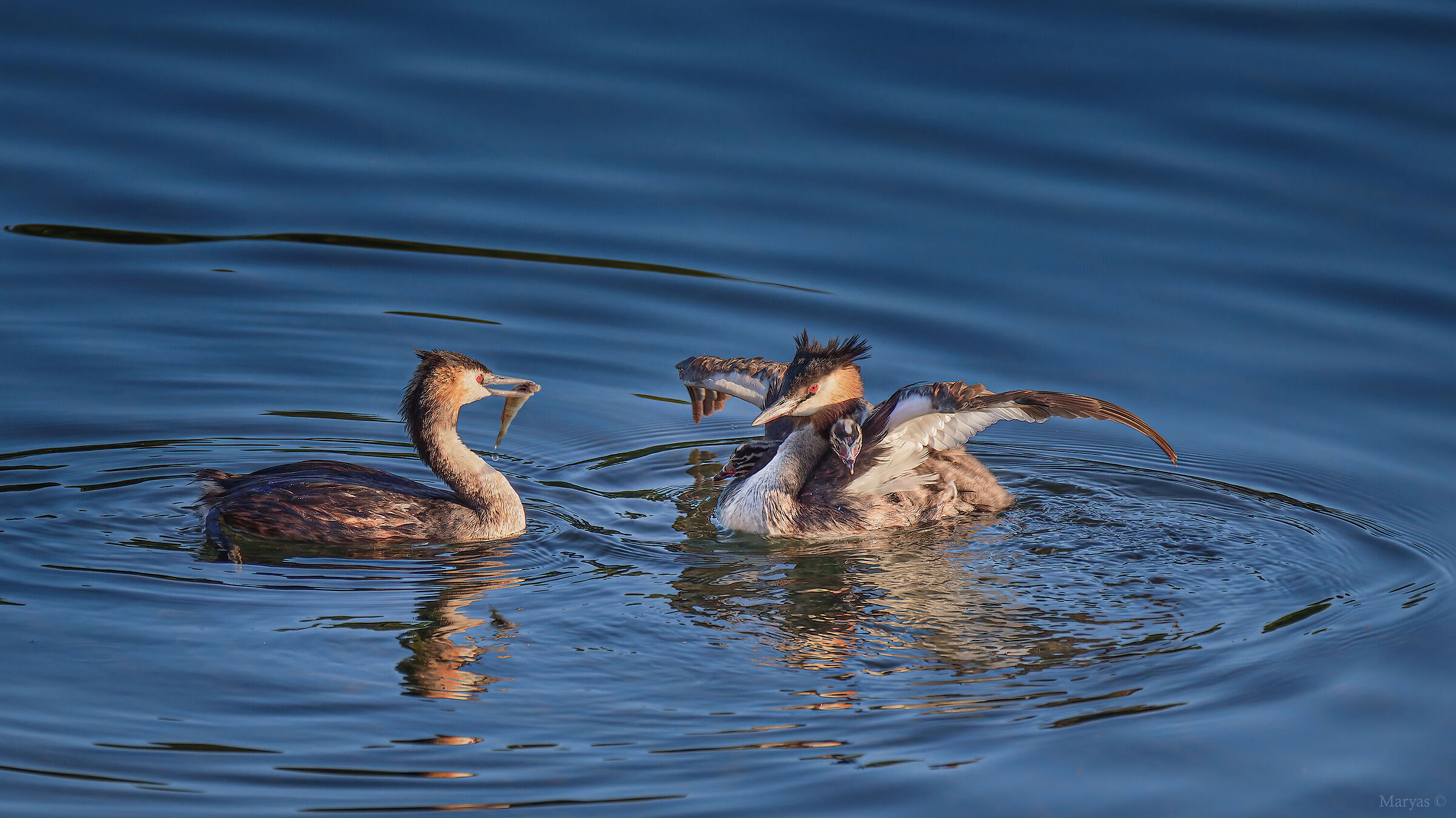 Family of grebes...