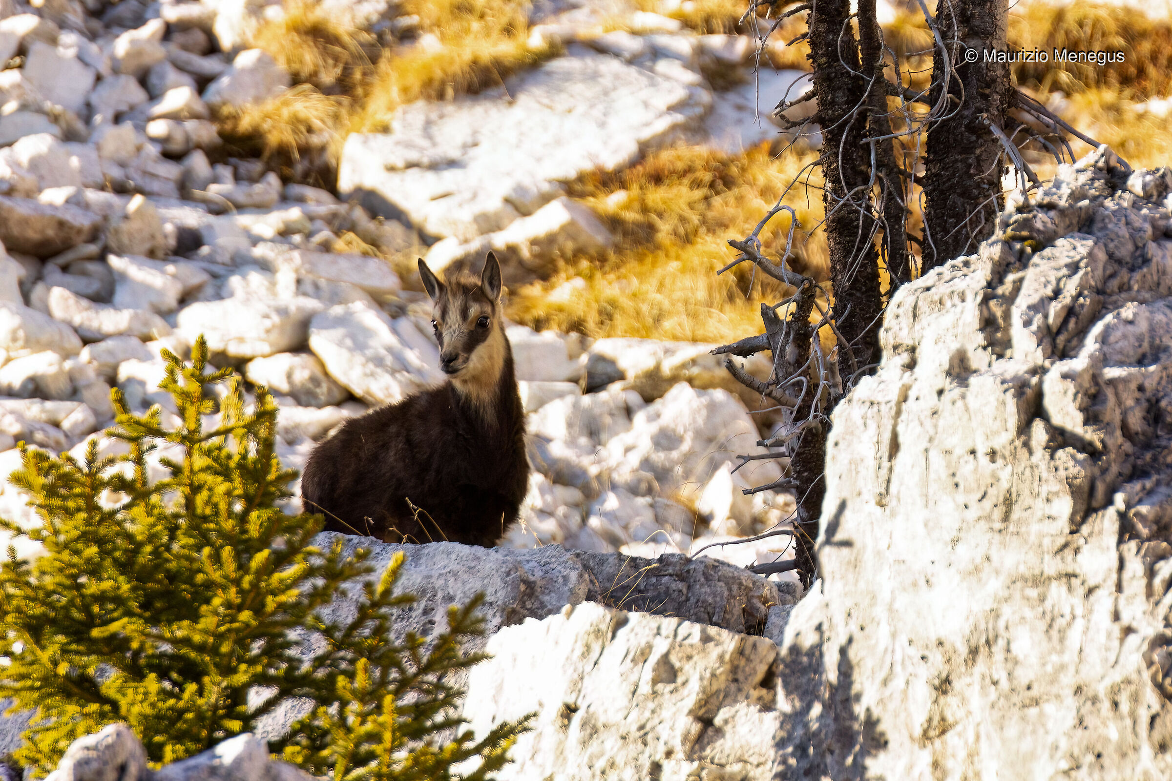 Small chamois in December - archive photo Dolomites ...