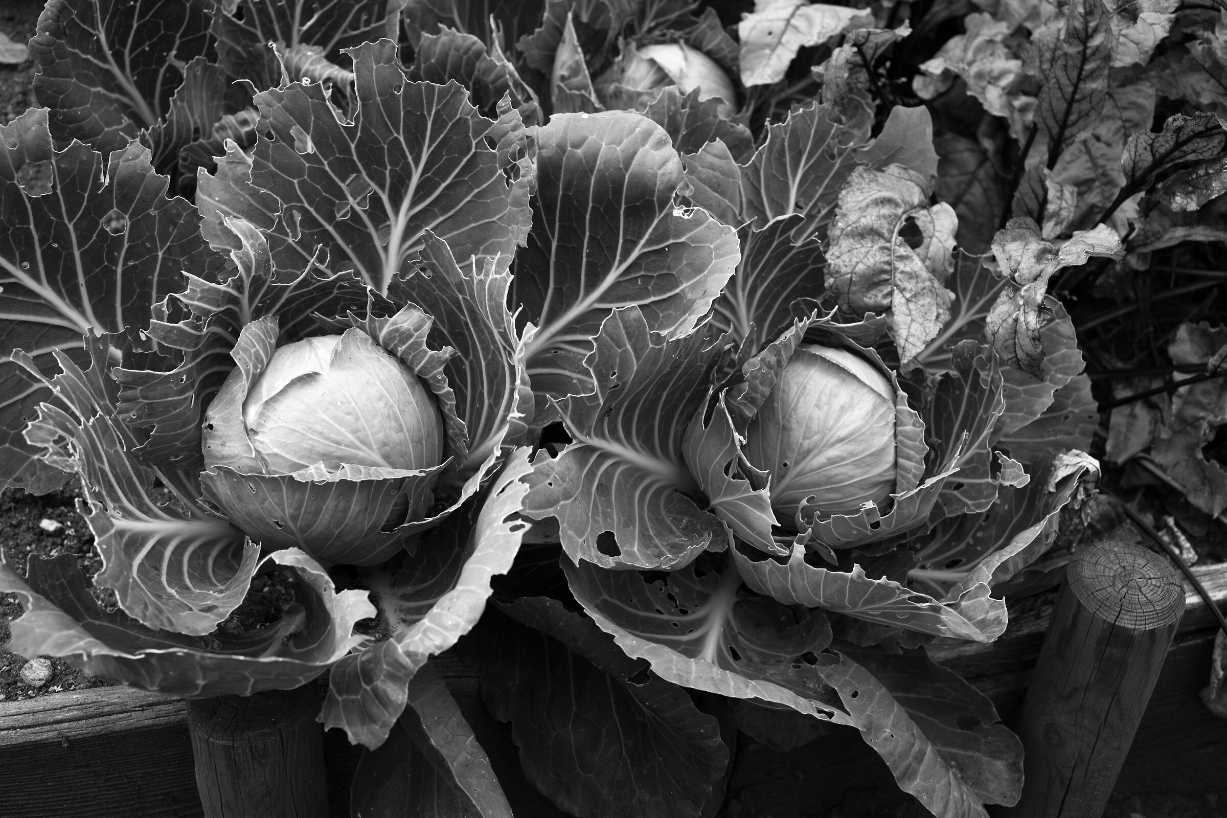 Cabbages...
