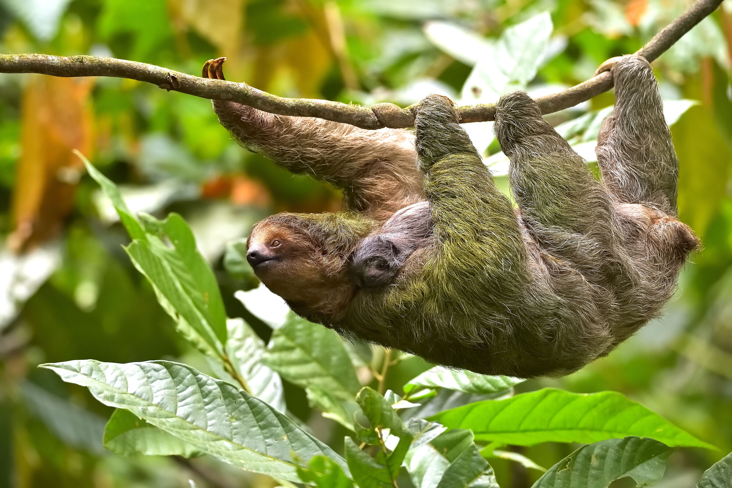 A three-toed sloth moves slowly through the rainforest...