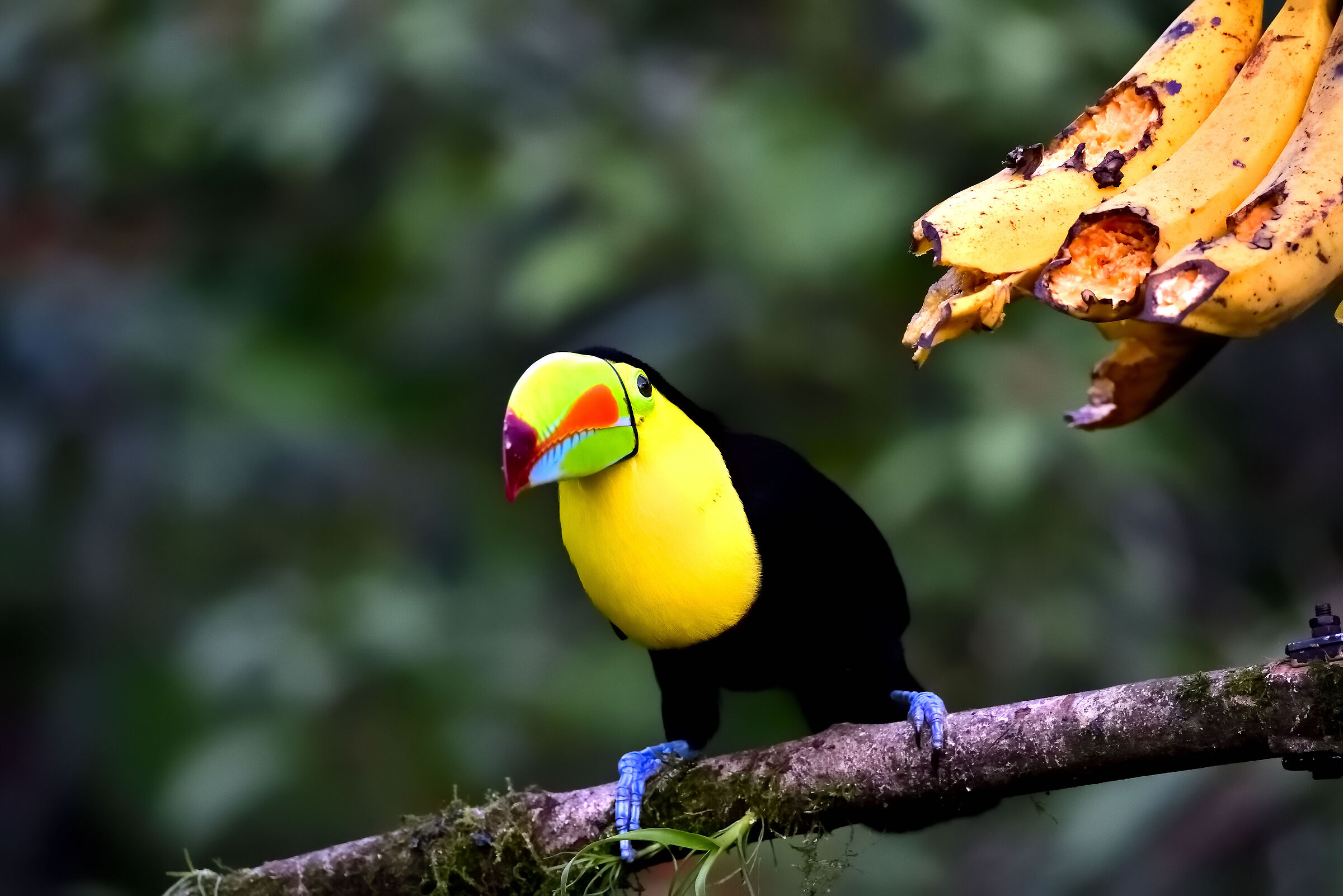 The colors of Costa Rica...