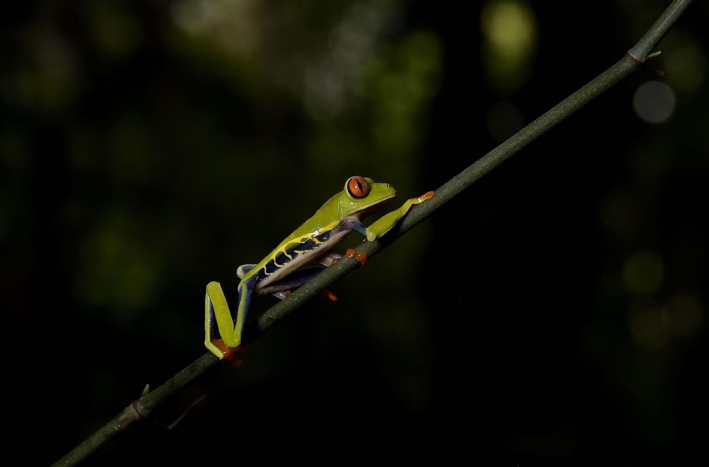 The magnificent and iconic Red-eye three frog...