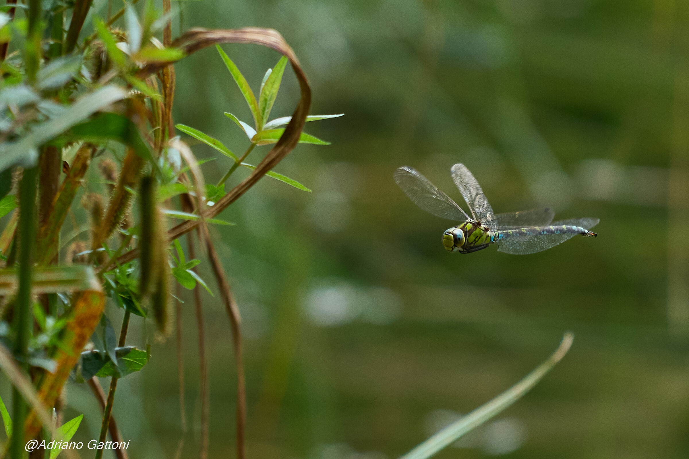 dragonfly in wandering flight...