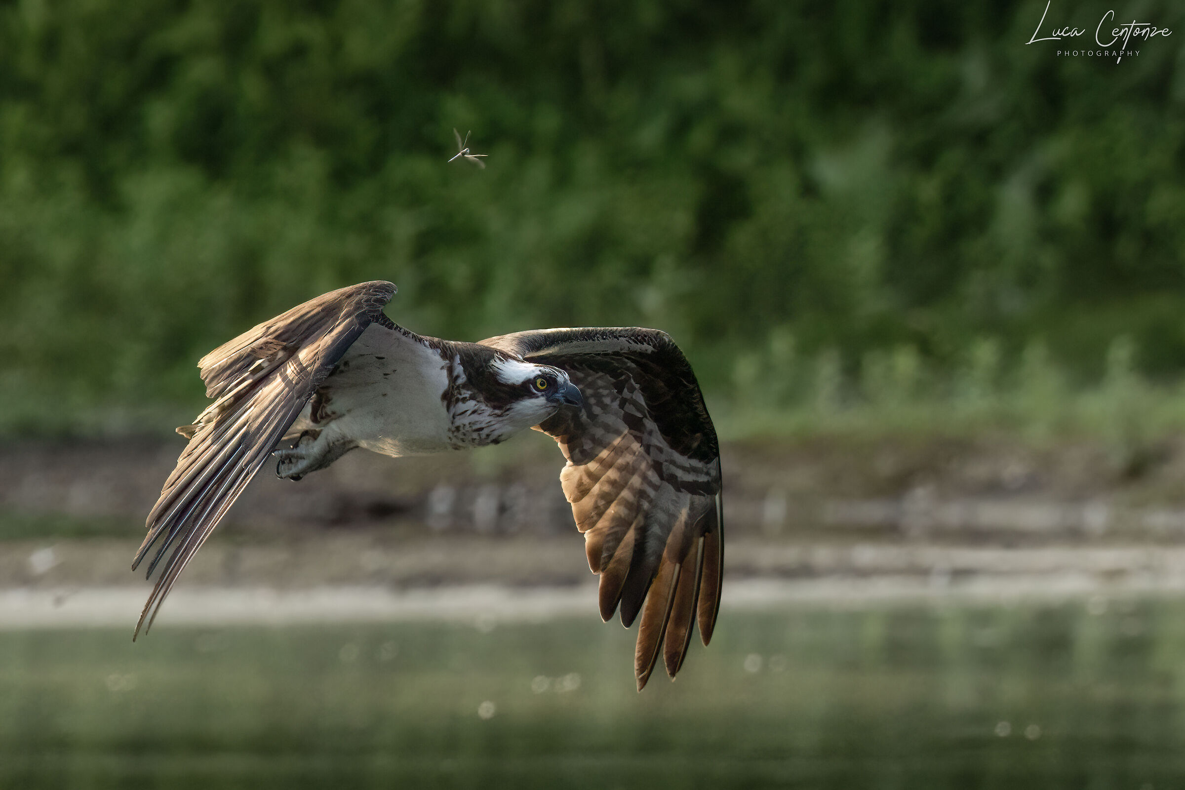 Osprey (Falco Pescatore) Pandion haliaetus...