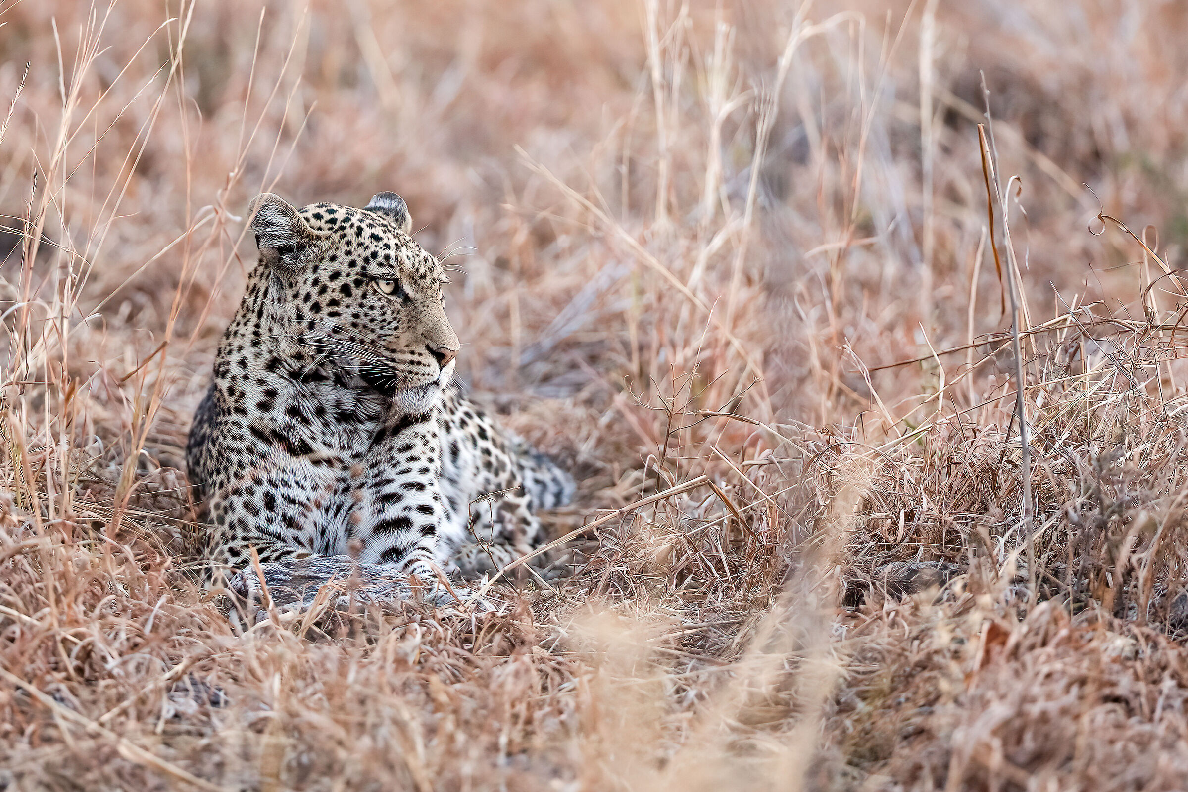 Leopard - Savuti, Botswana...