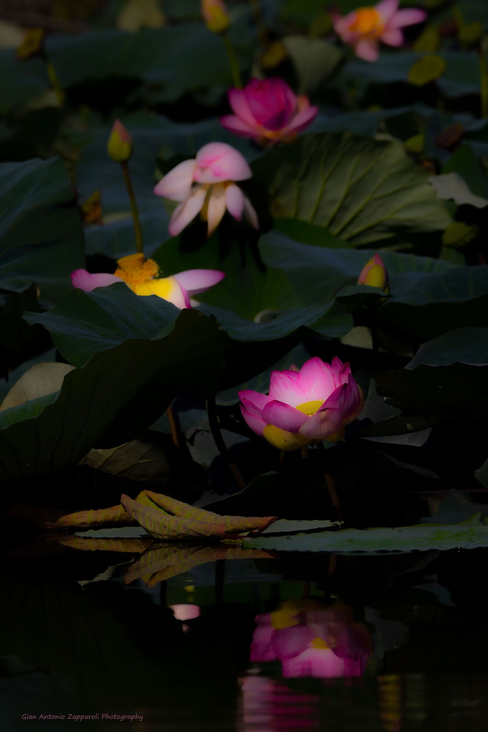 The delicate colors of Lotus Flowers...