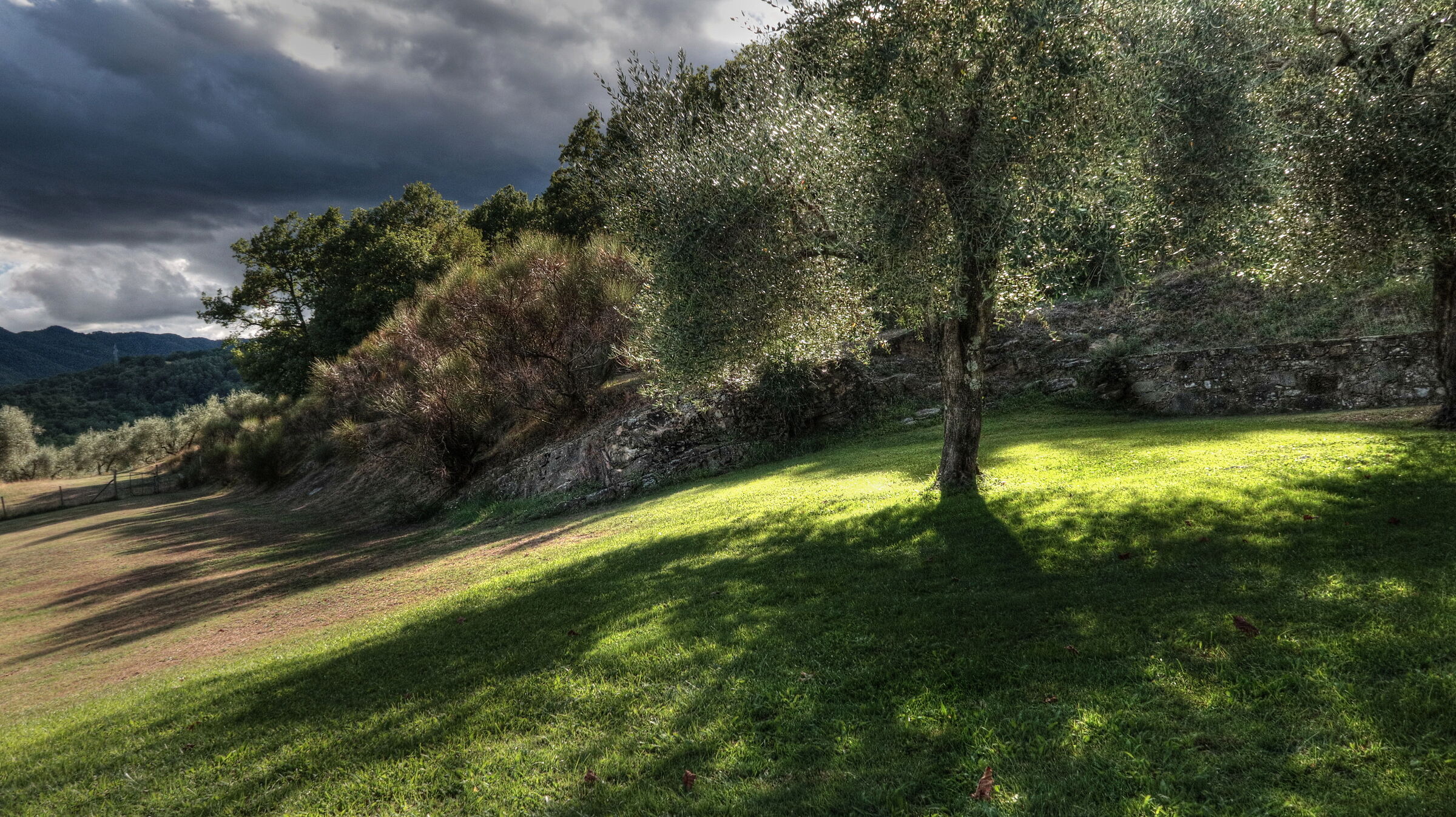 Olive grove in Lunigiana...