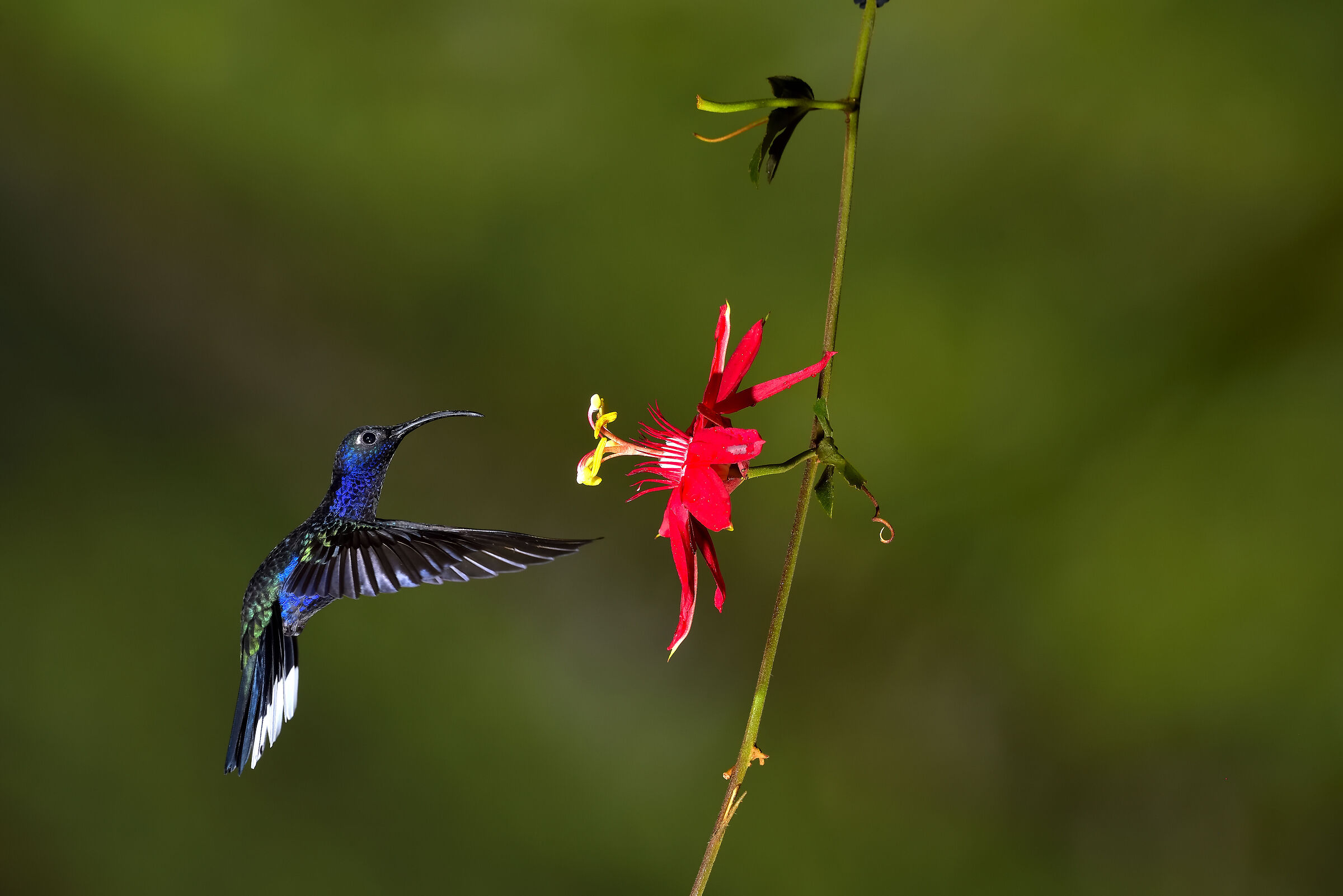 The beauty of the Hummingbird...
