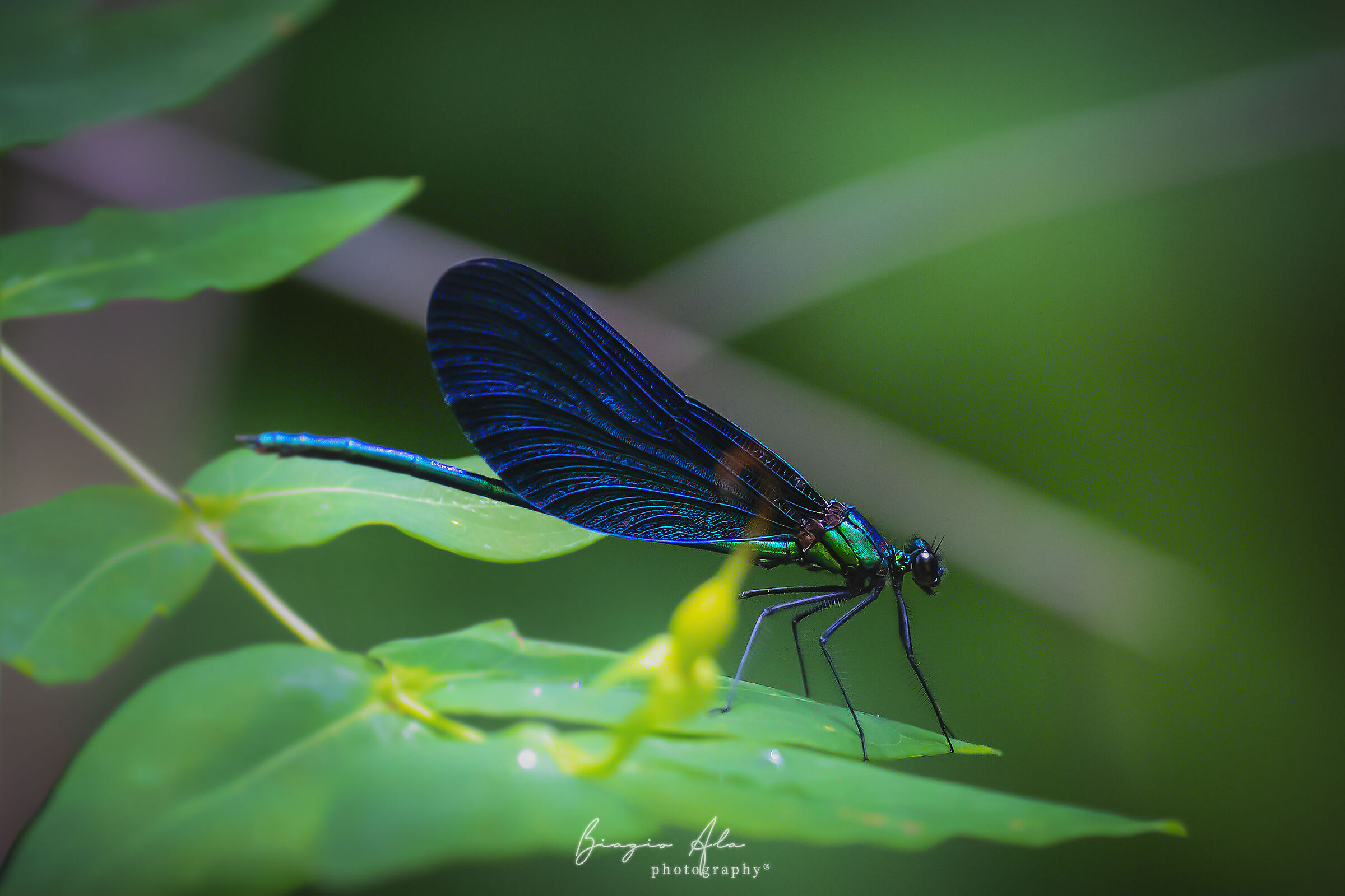 La libellula Blu di San Fele (pz)...