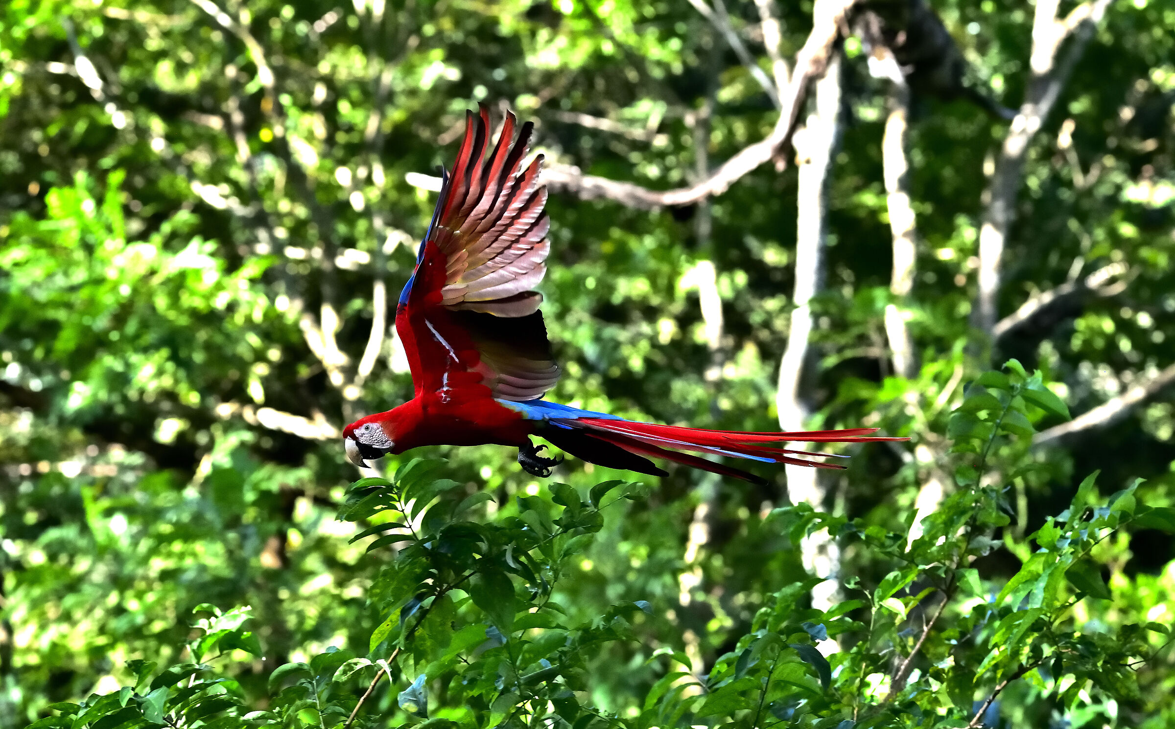 An Ara Scarlet Macaw patrolling the forest...