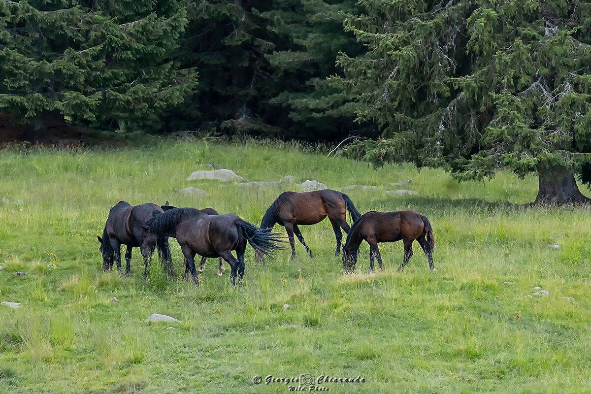 Wild horses...