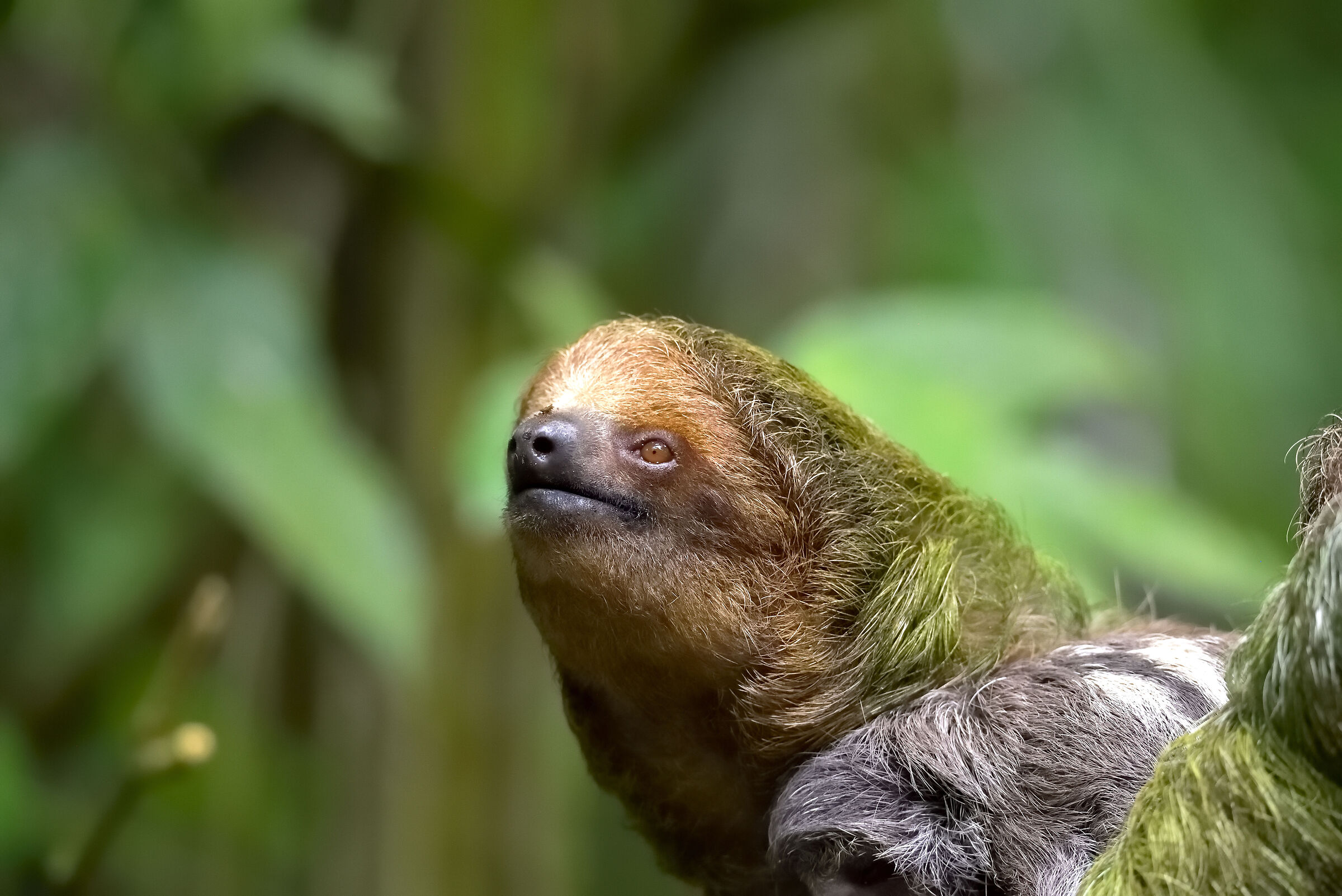 Portrait of three-toed sloth...