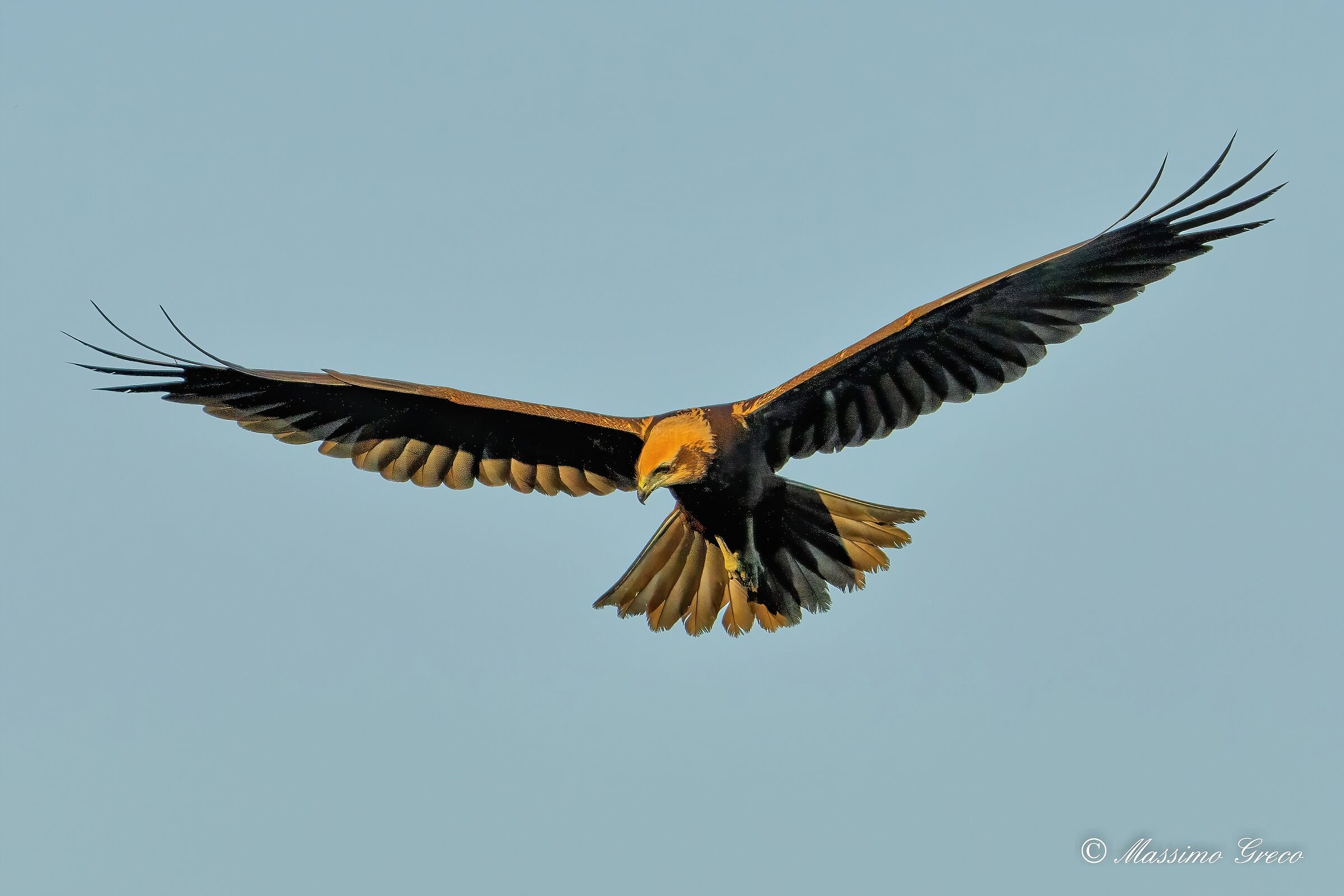Marsh falcon (Circus aeruginosus)...