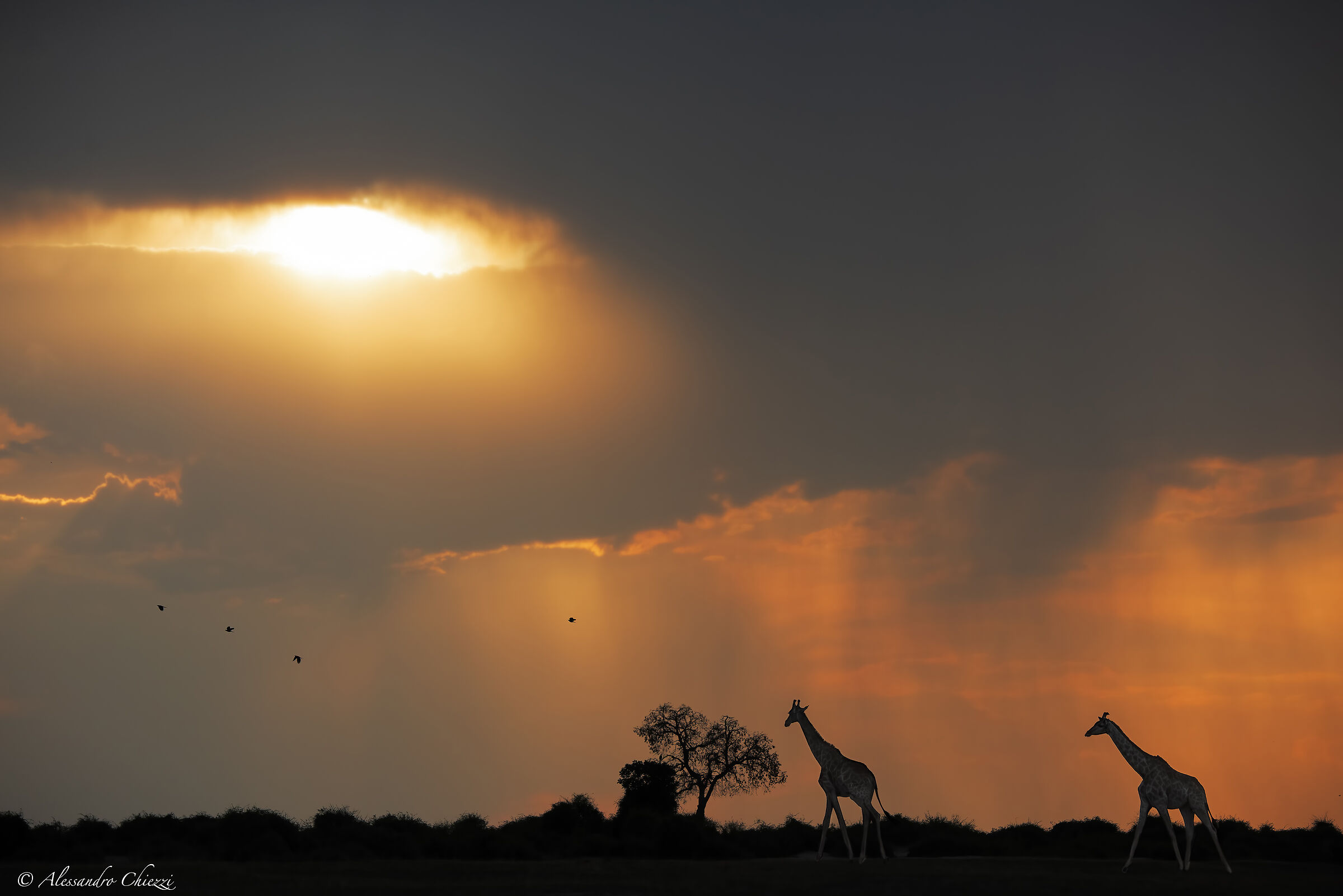 Giraffes and the thunderstorm...
