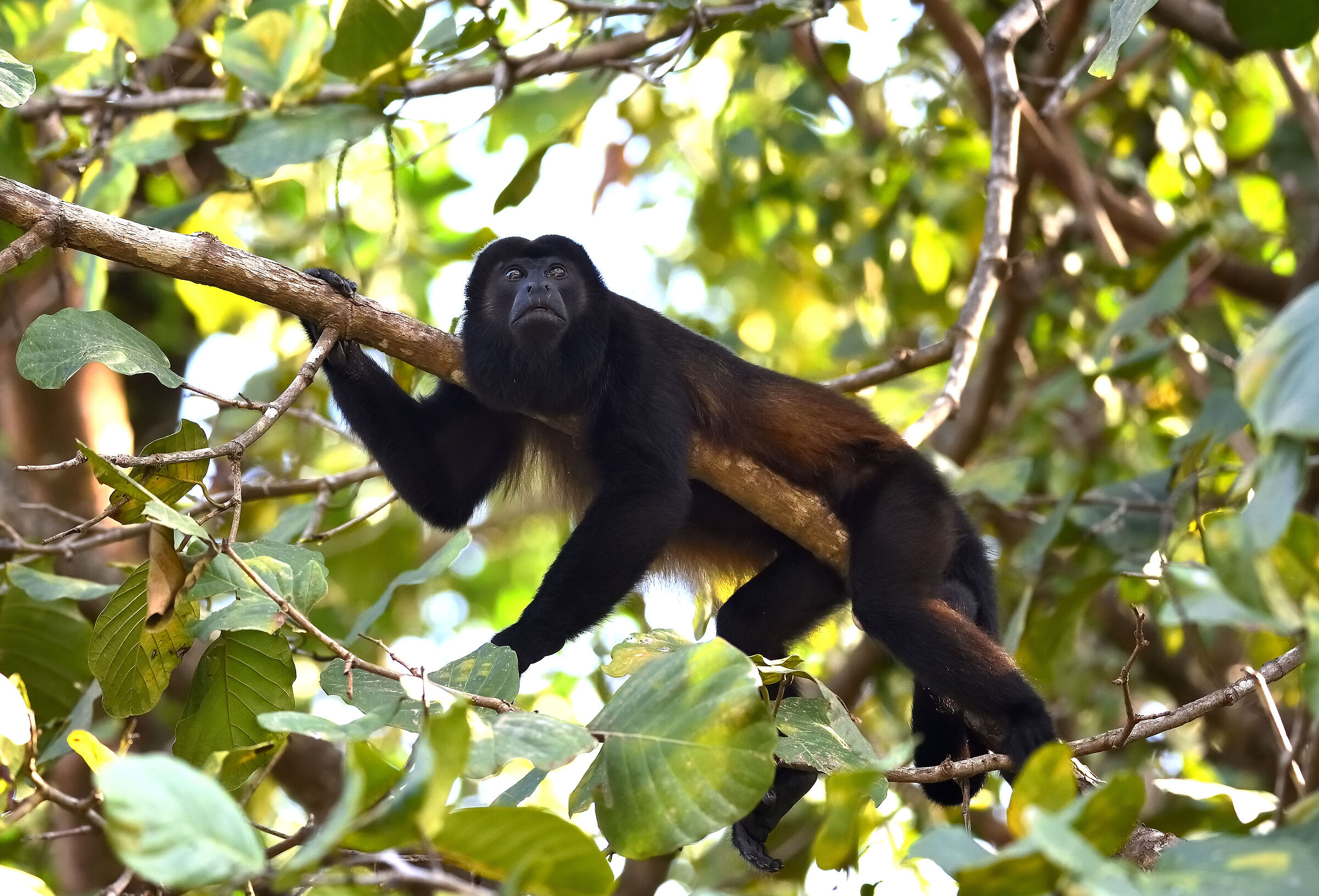 An Alfa male of howler monkey resting on the tree...