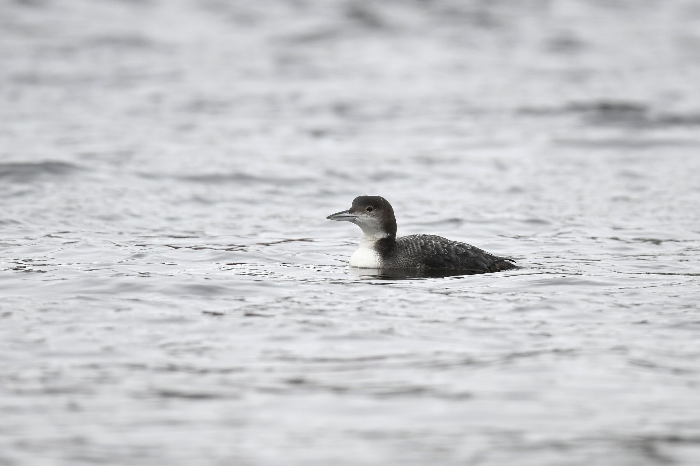 Great Northern diver...