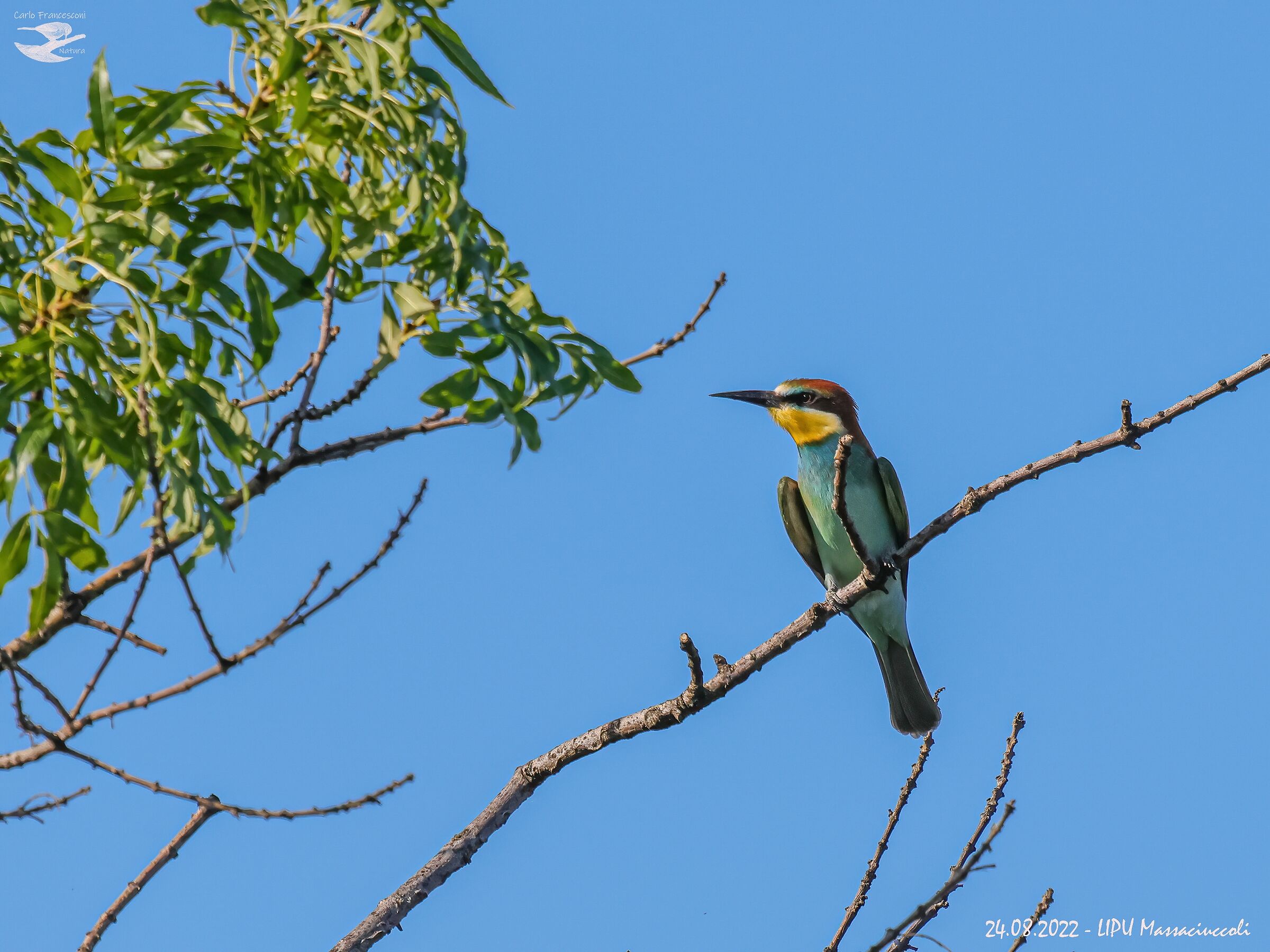 New Entry The Lone Bee-eater...