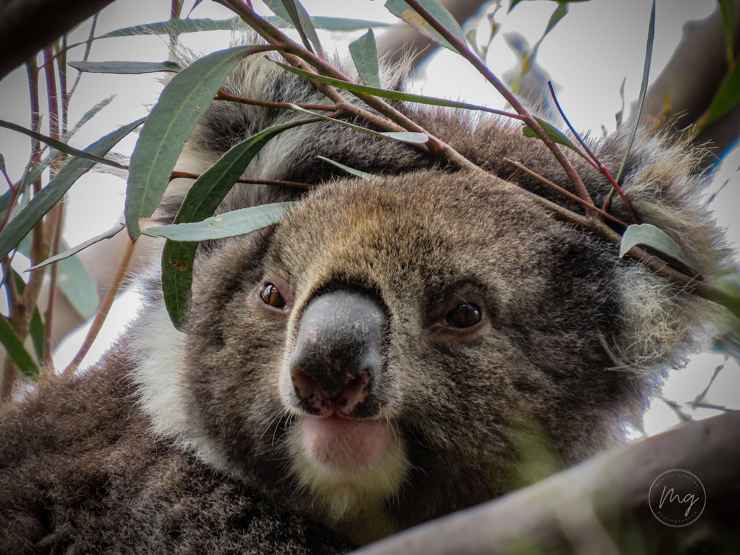 Australian wildlife - Koala...