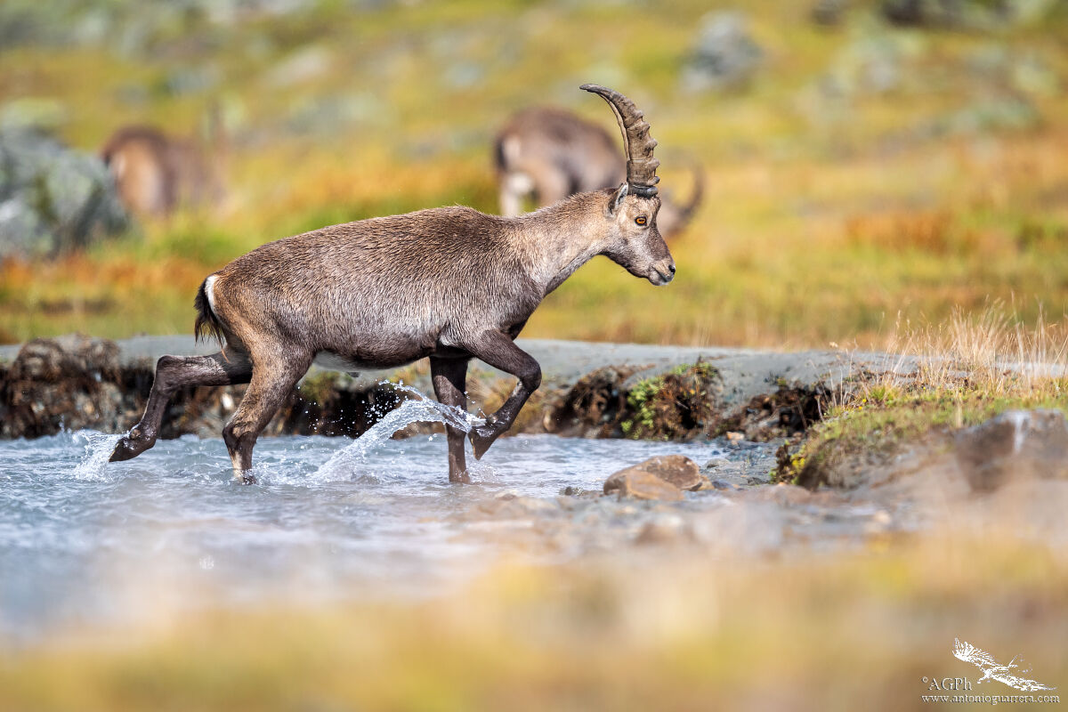 The little ford - Ibex...